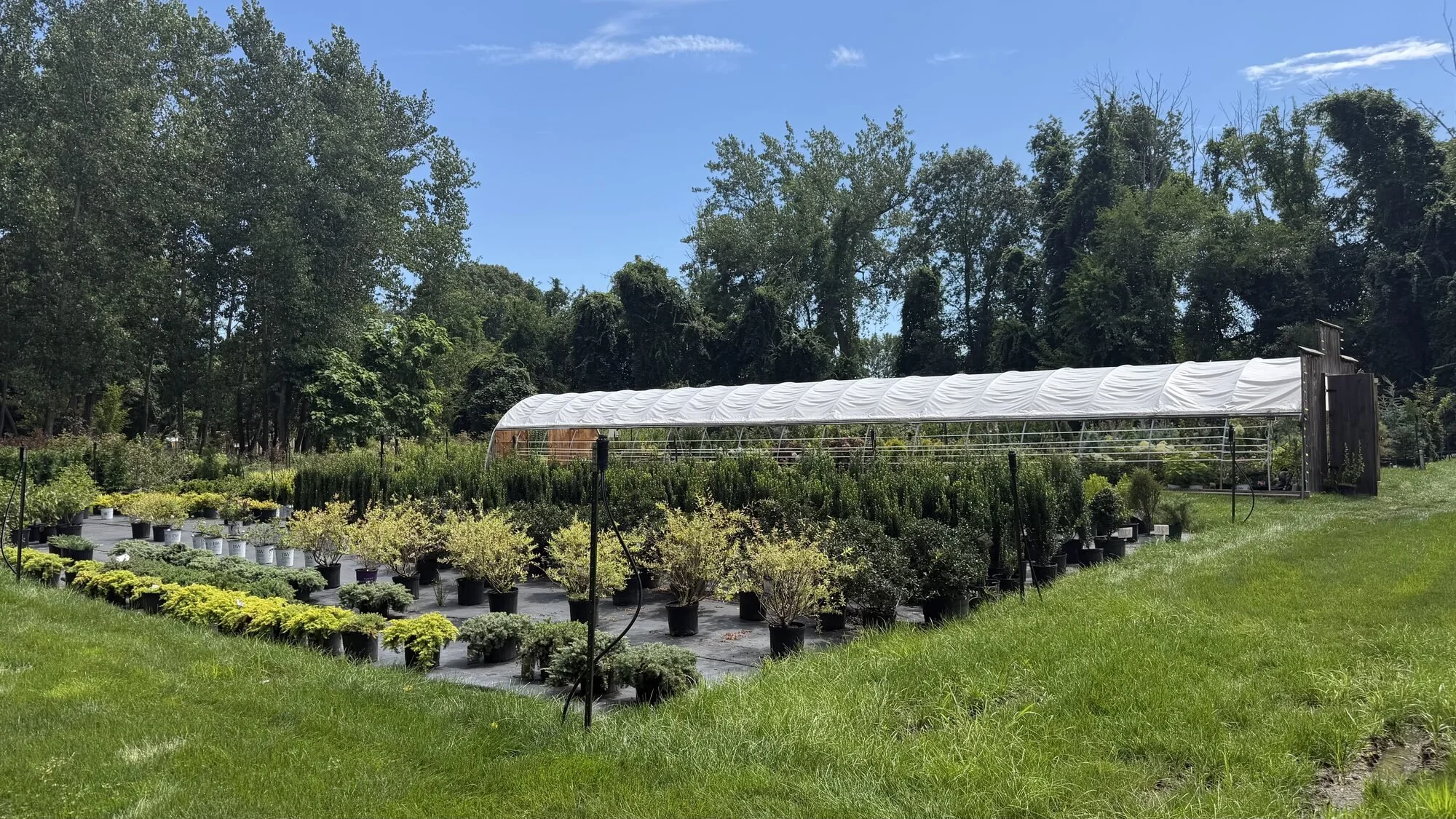 arborvitae-boxwood-hedge-plants-garden-center-cranston-ri.jpg