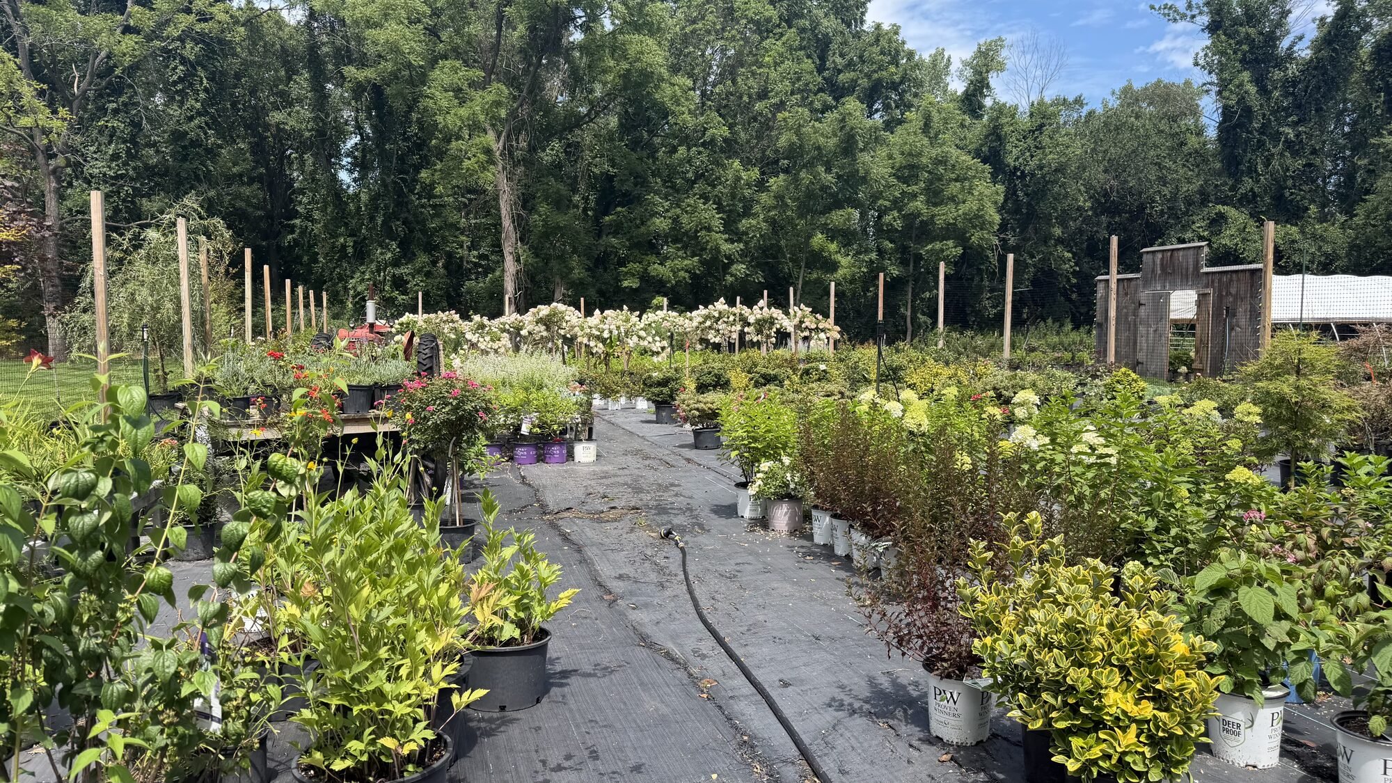 beechwood-farm-plant-nursery-cranston-ri-shrub-rows.jpg
