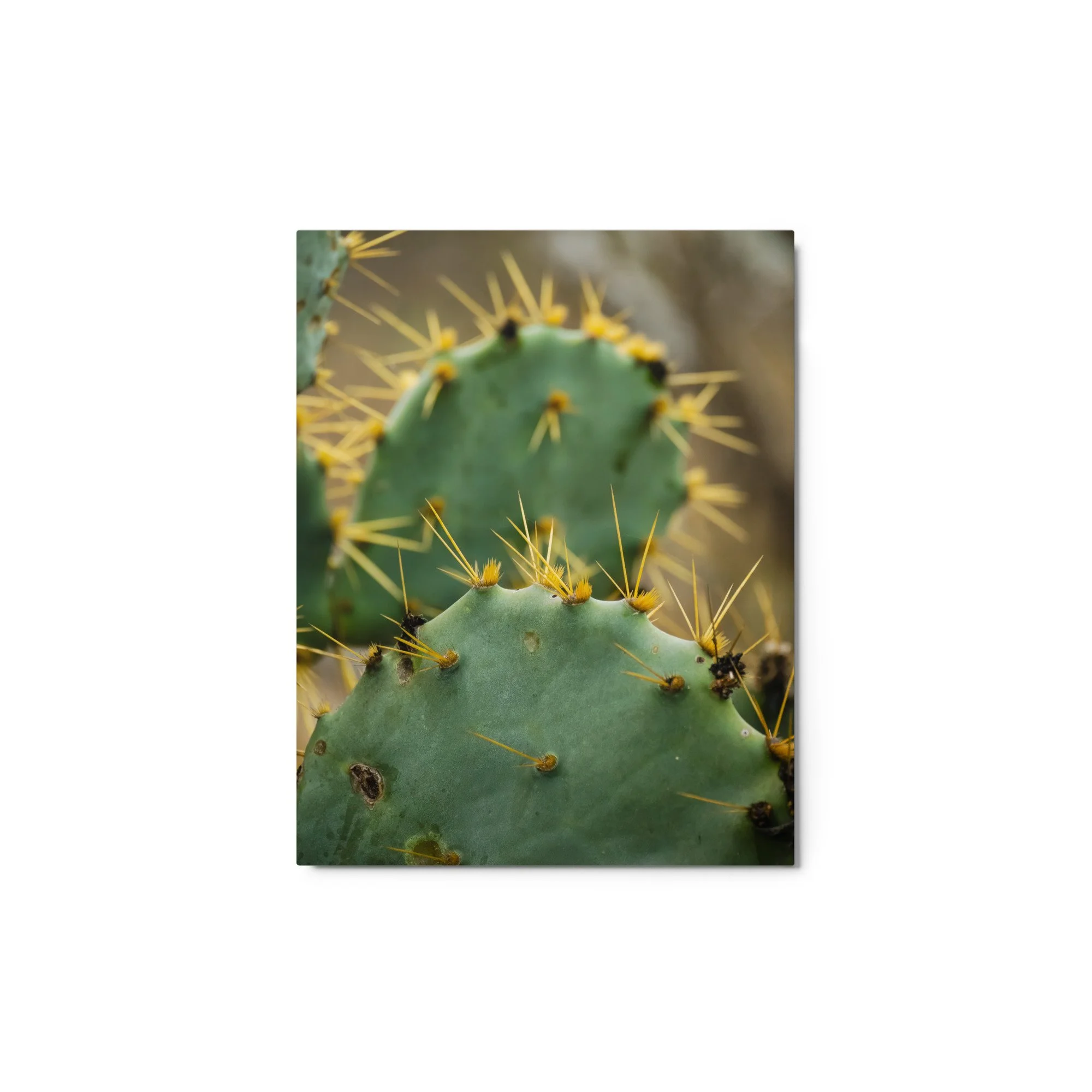glossy-metal-print-(in)-white-11x14-front-6854056bc96d7.jpg