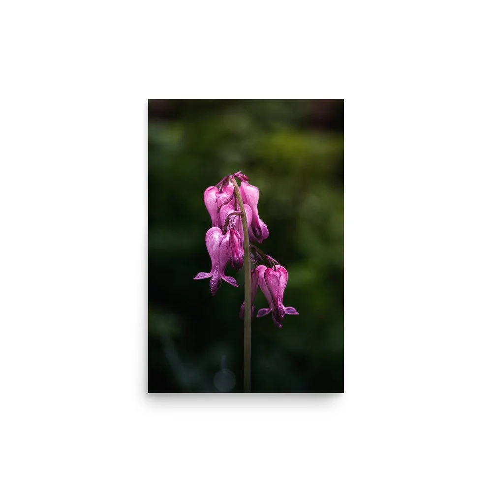 premium-luster-photo-paper-poster-(in)-12x18-front-688ba6e982e2c.jpg