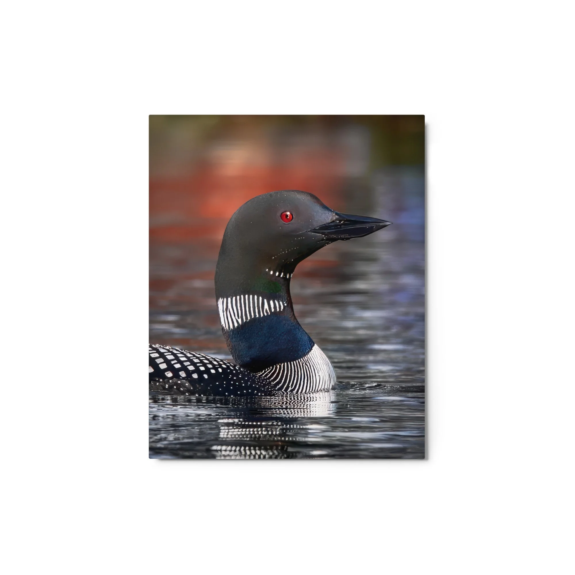 "In the Gaze of Ruby" Glossy Metal Print