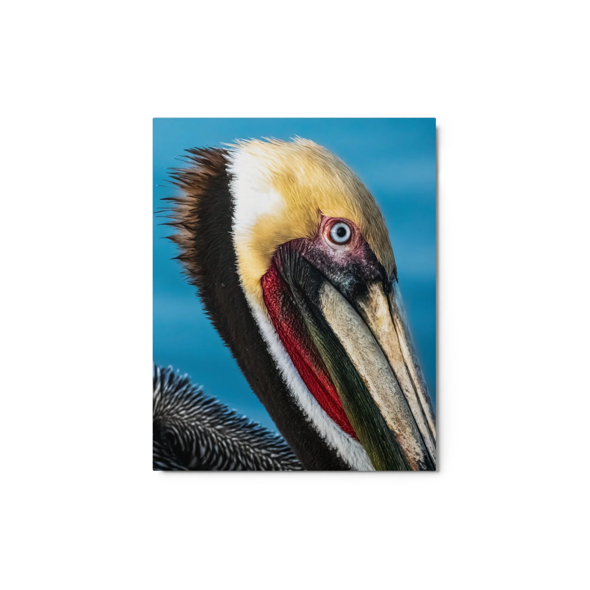 "Eye of the Pelican" Glossy Metal Print