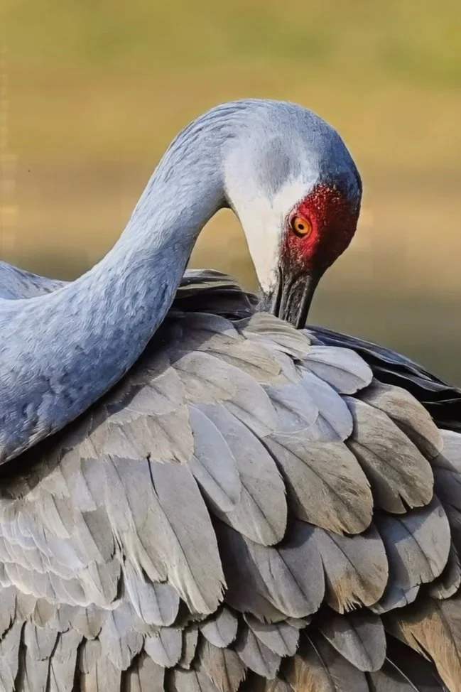 Close-up of a sandhill crane preening its feathers, showcasing its gray plumage and distinctive red patch on its head.