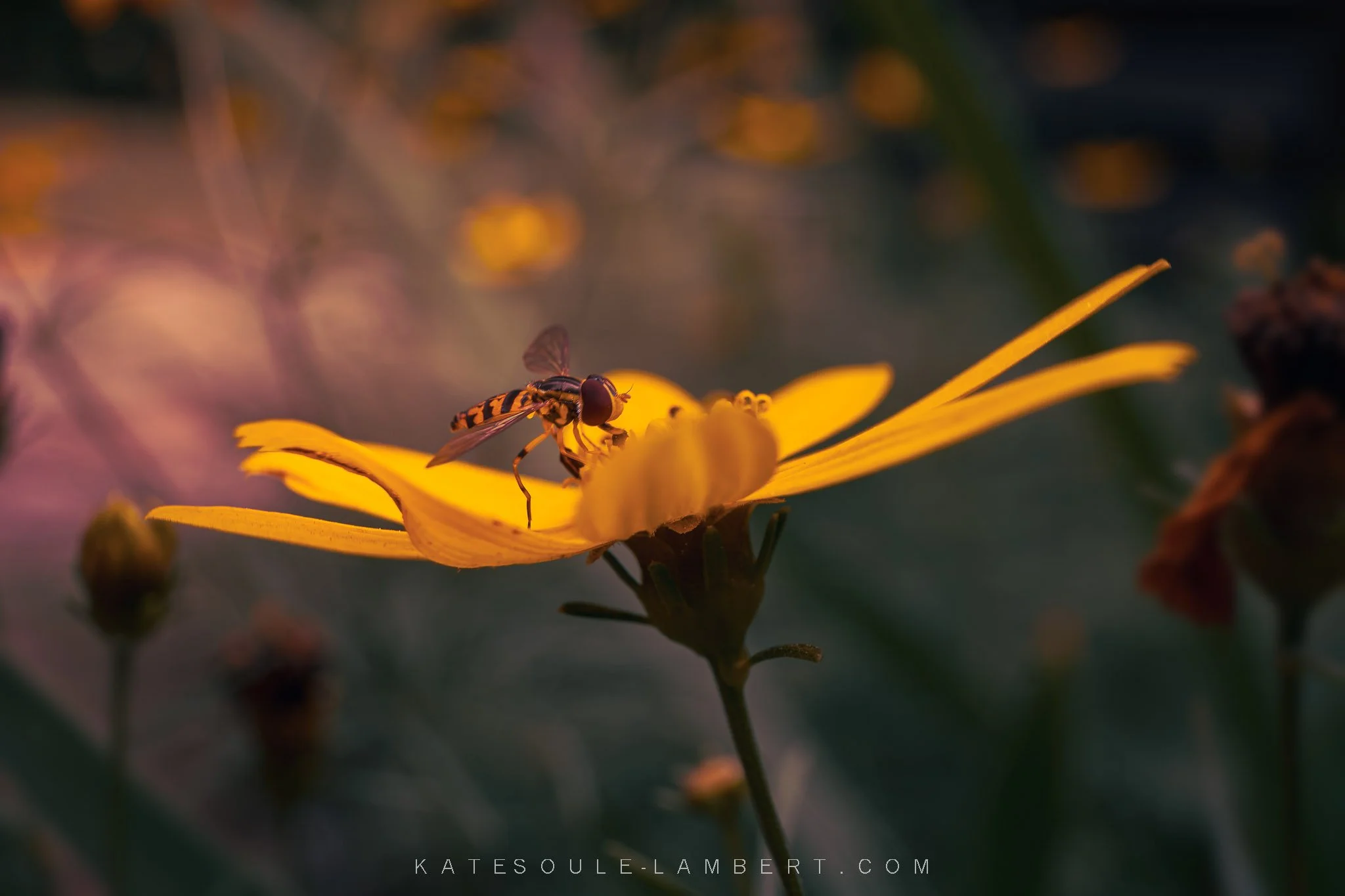 Going Back for the Photograph: The Making of a Hover Fly Portrait