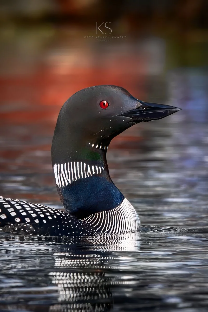A close-up of a loon swimming in rippling water, showing its black and white patterned neck and head, with striking red eyes.