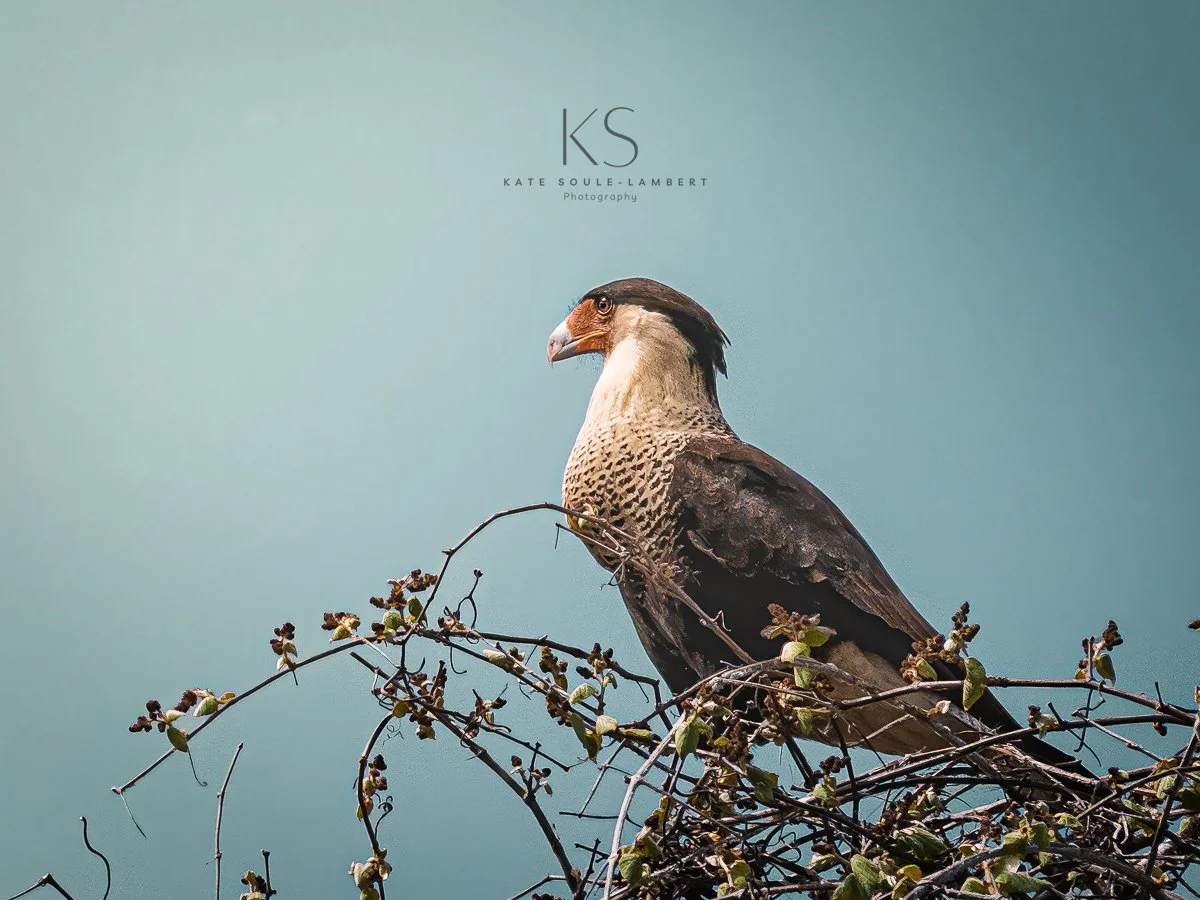 A bird of prey, likely a falcon or hawk, perched on a branch with a blue sky background.