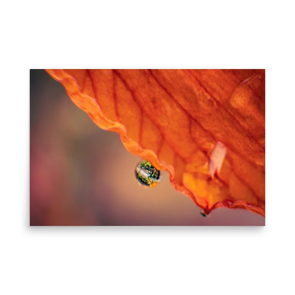 Close-up of an orange lily petal with a dew droplet hanging from the edge, reflecting the environment.