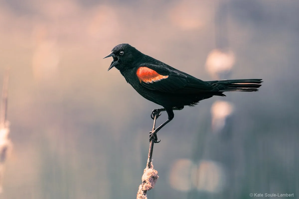 A red-winged blackbird with a red patch on its wing perched on a thin branch, with its beak open.