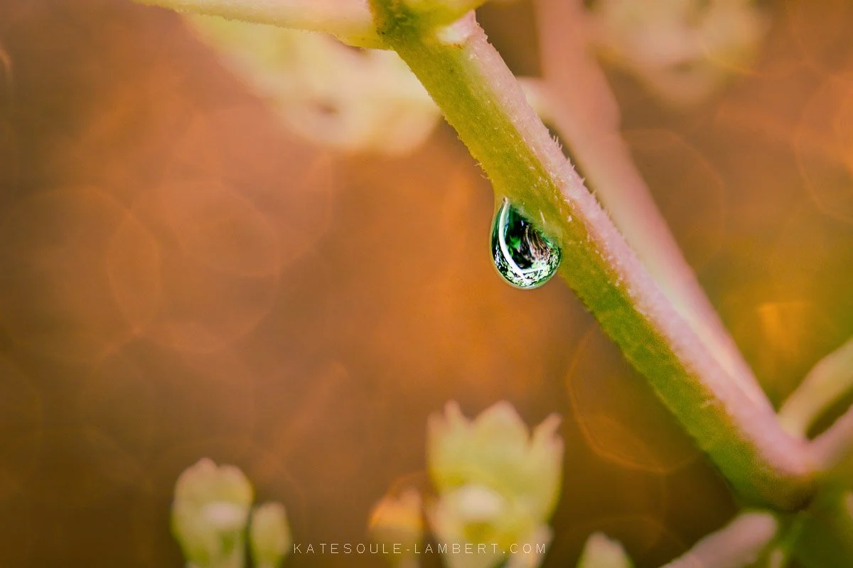 A droplet clinging to a stem.