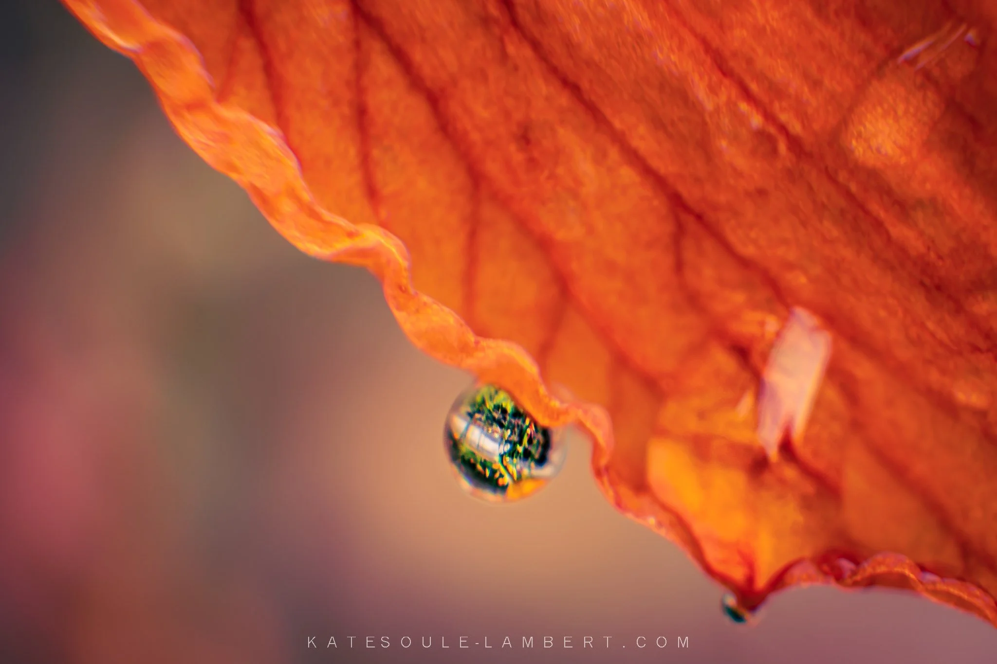 Close-up of a red and orange flower with a water droplet hanging from the petal, showing reflected images inside the droplet, with a blurred background.