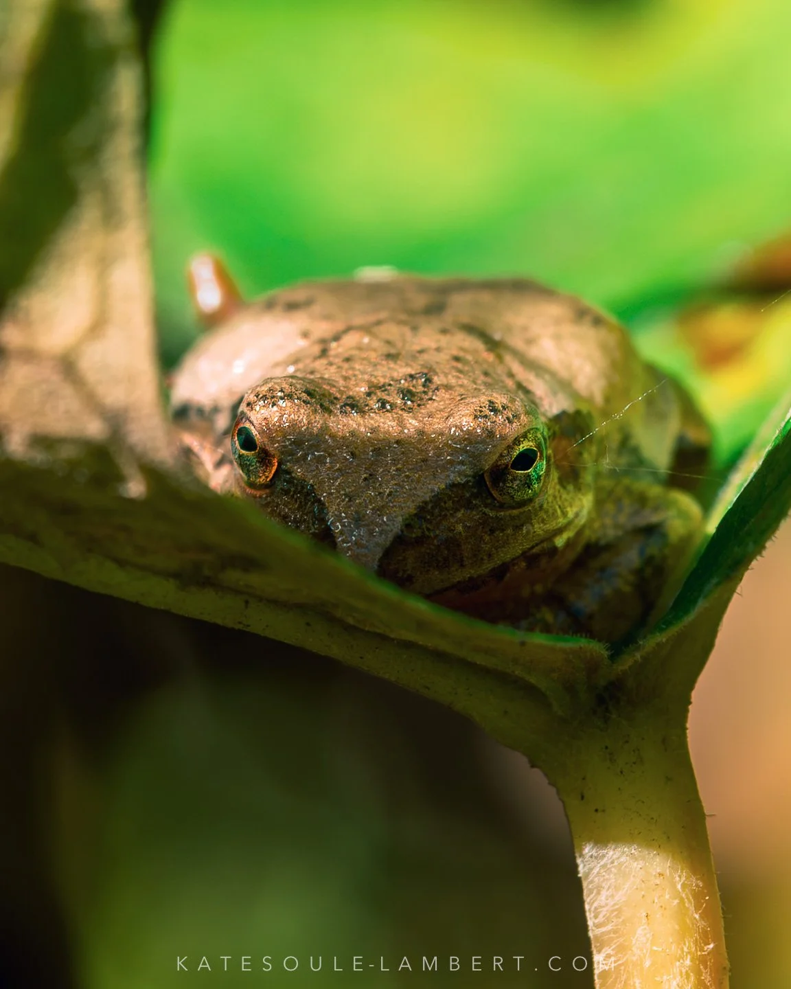 KLS_2369-3.jpg