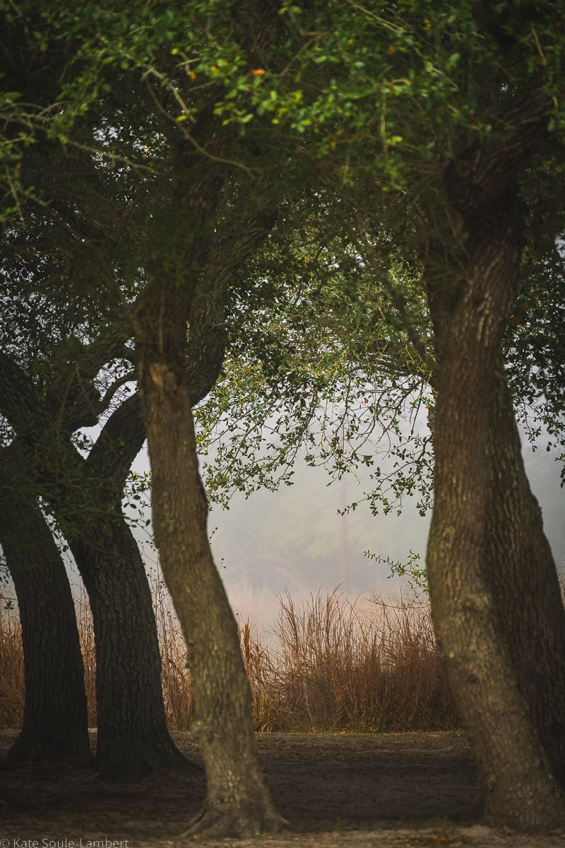 Whispers In The Fog
