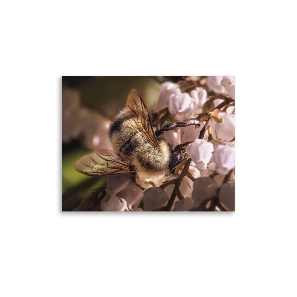 "The Golden Hour Gatherer" Premium Luster Print