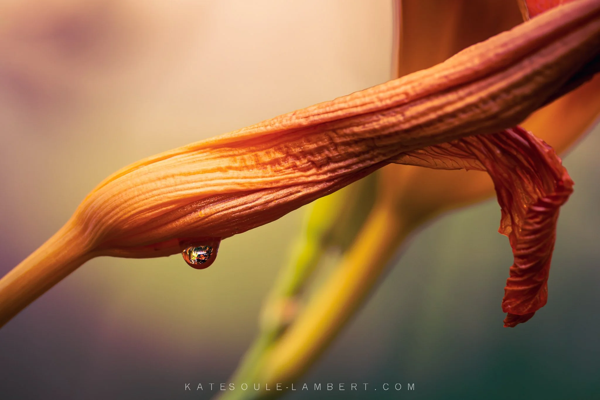 Close-up of a dried red-orange flower petal with a single water droplet hanging from its edge, blurred green and pink background.