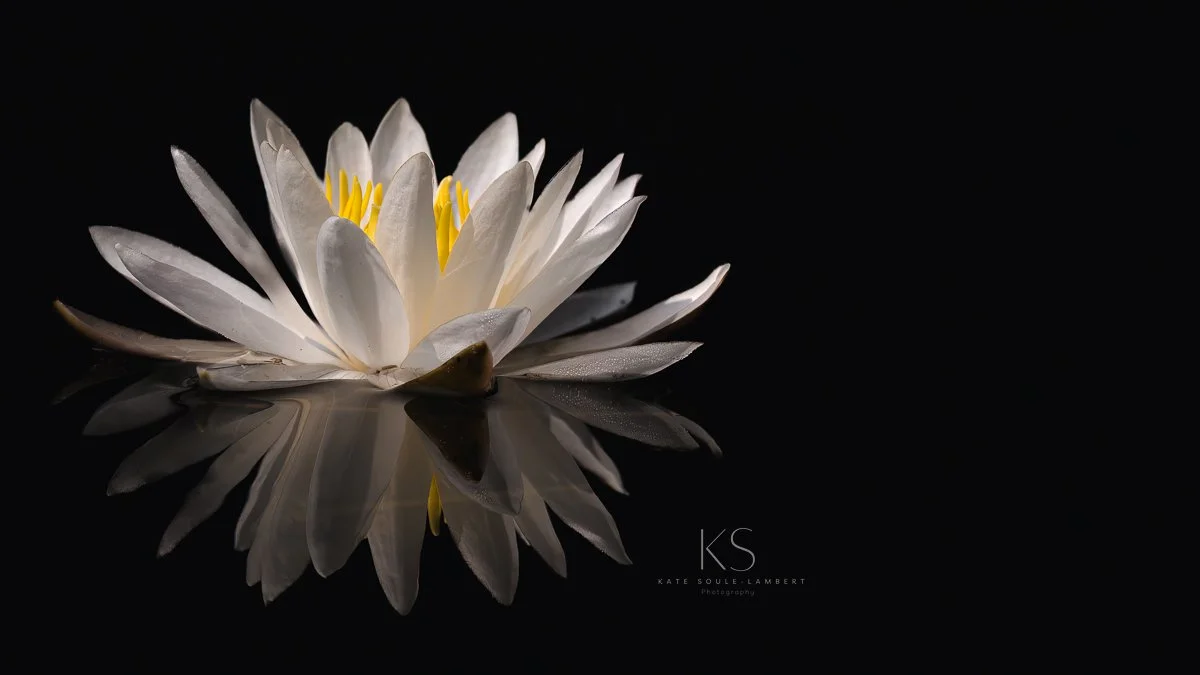 A white water lily floating on dark water with its reflection visible.