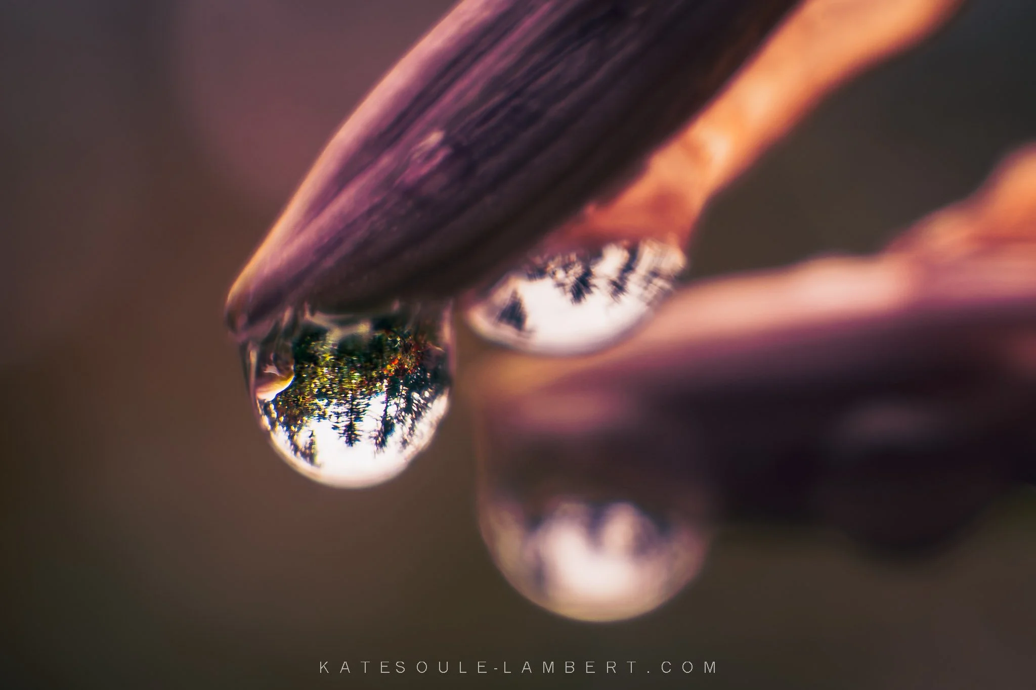 Close-up of a dew drop hanging from a flower bud, reflecting trees and the skyline, with a blurred background.