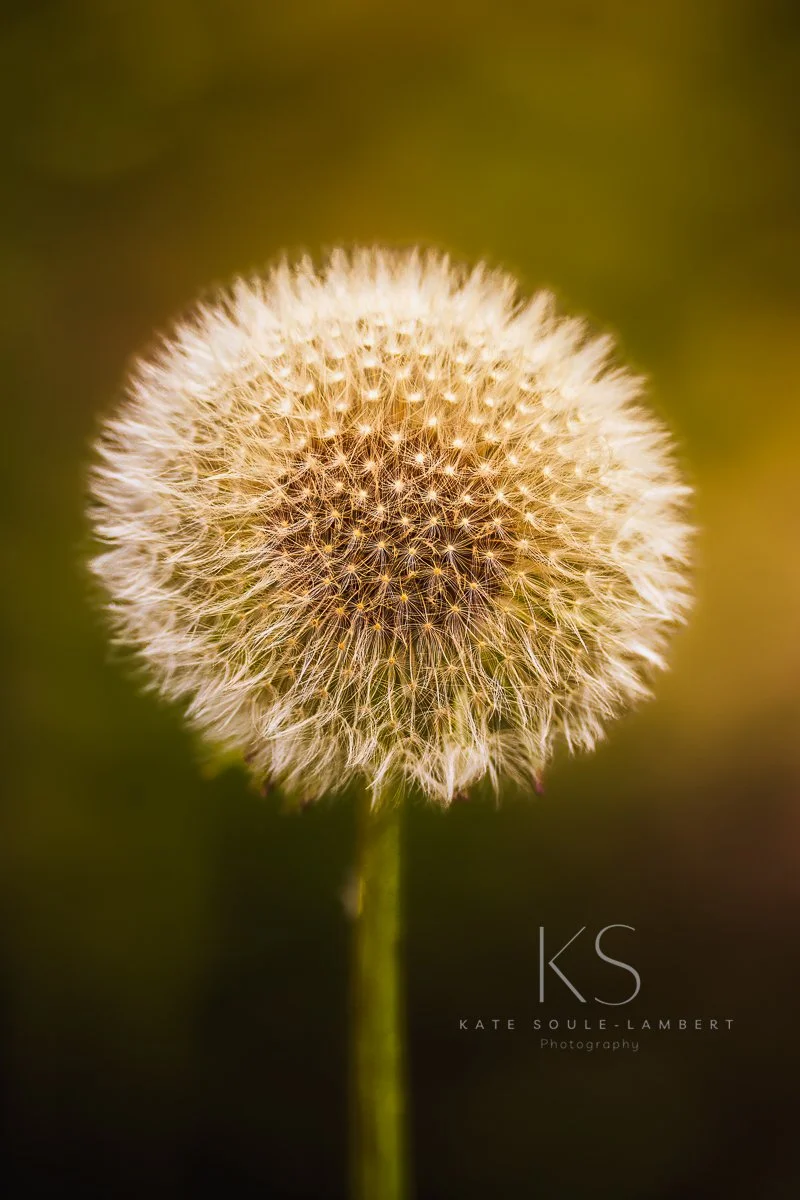 Close-up photograph of a dandelion seed head with a blurry green background.