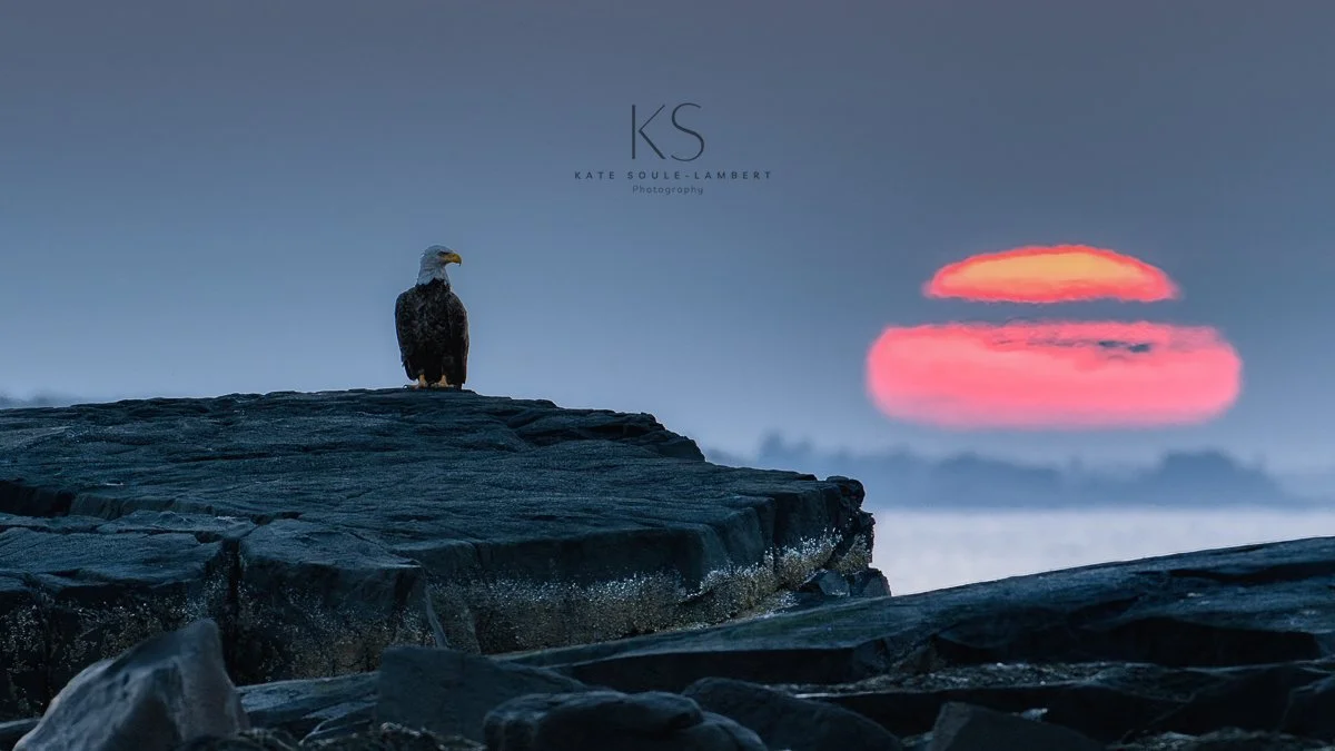 An eagle standing on a rocky shoreline with a sunrise in the background, showing large glowing atmospheric sun to its side near the horizon.