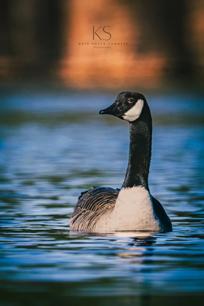 Graceful Glide Through The Morning Light