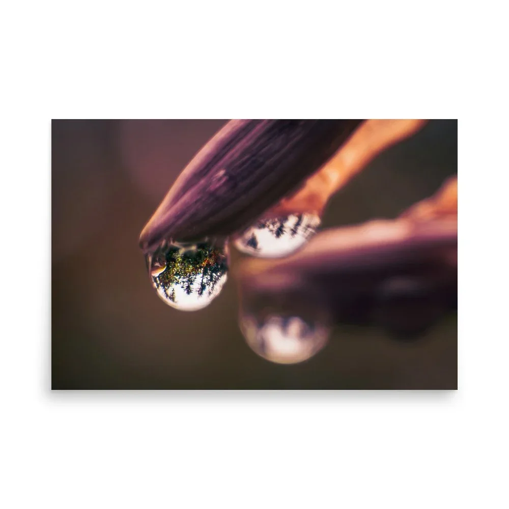 Close-up of dew drops hanging on a flower bud, reflecting trees and sky.