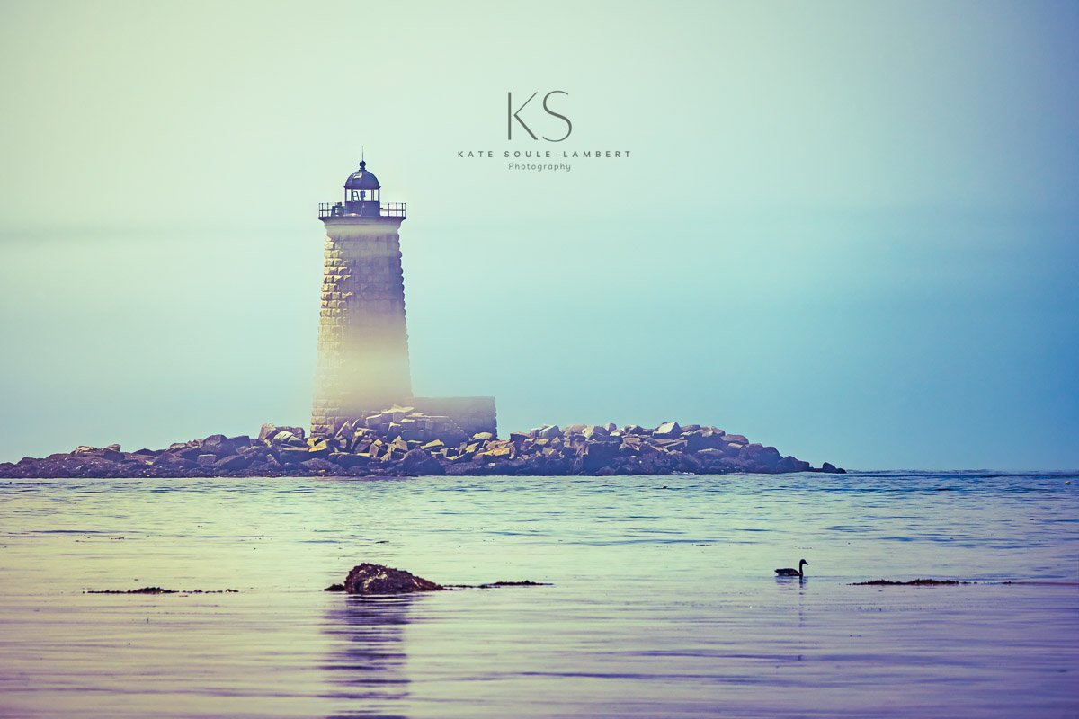 Lighthouse on a rocky island surrounded by water with a solitary goose swimming in the foreground.