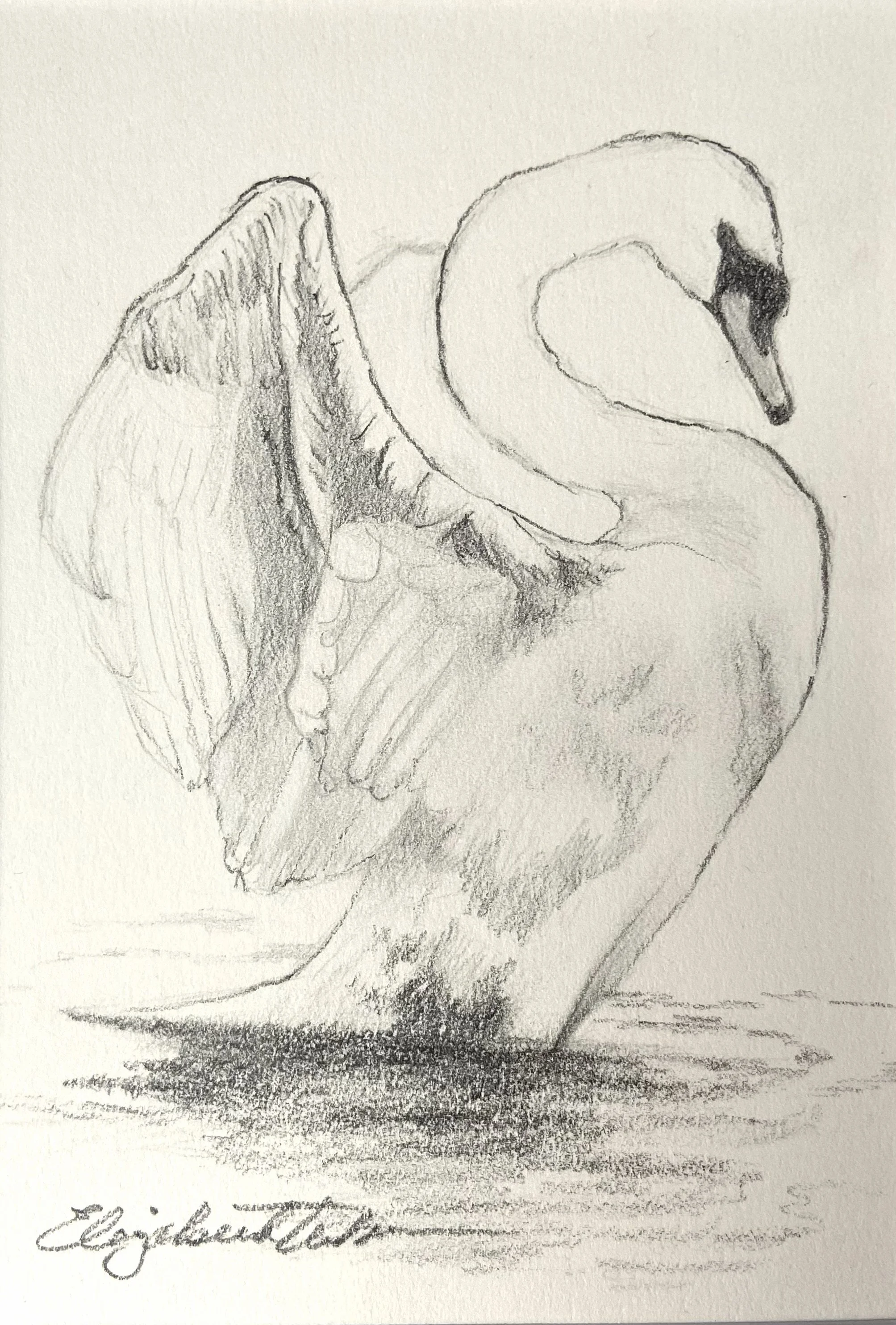 Swan Sketch III