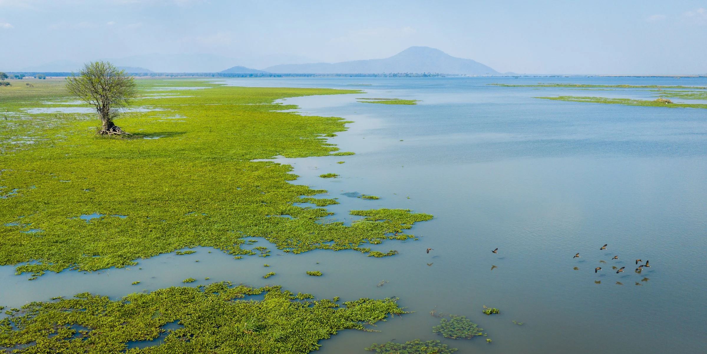 Flock of birds flying low above the Shire River, surrounded by dense riverside vegetation in Liwonde National Park.