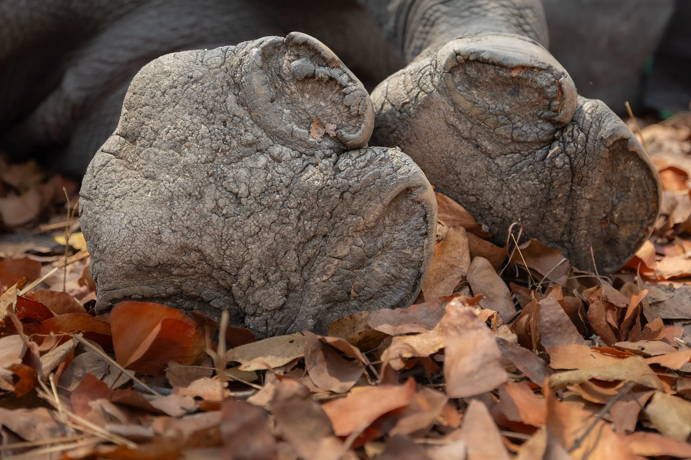 Close-up of a black rhino’s feet while the animal lies on the ground during a veterinary procedure in Liwonde National Park, with dry leaves in the foreground.