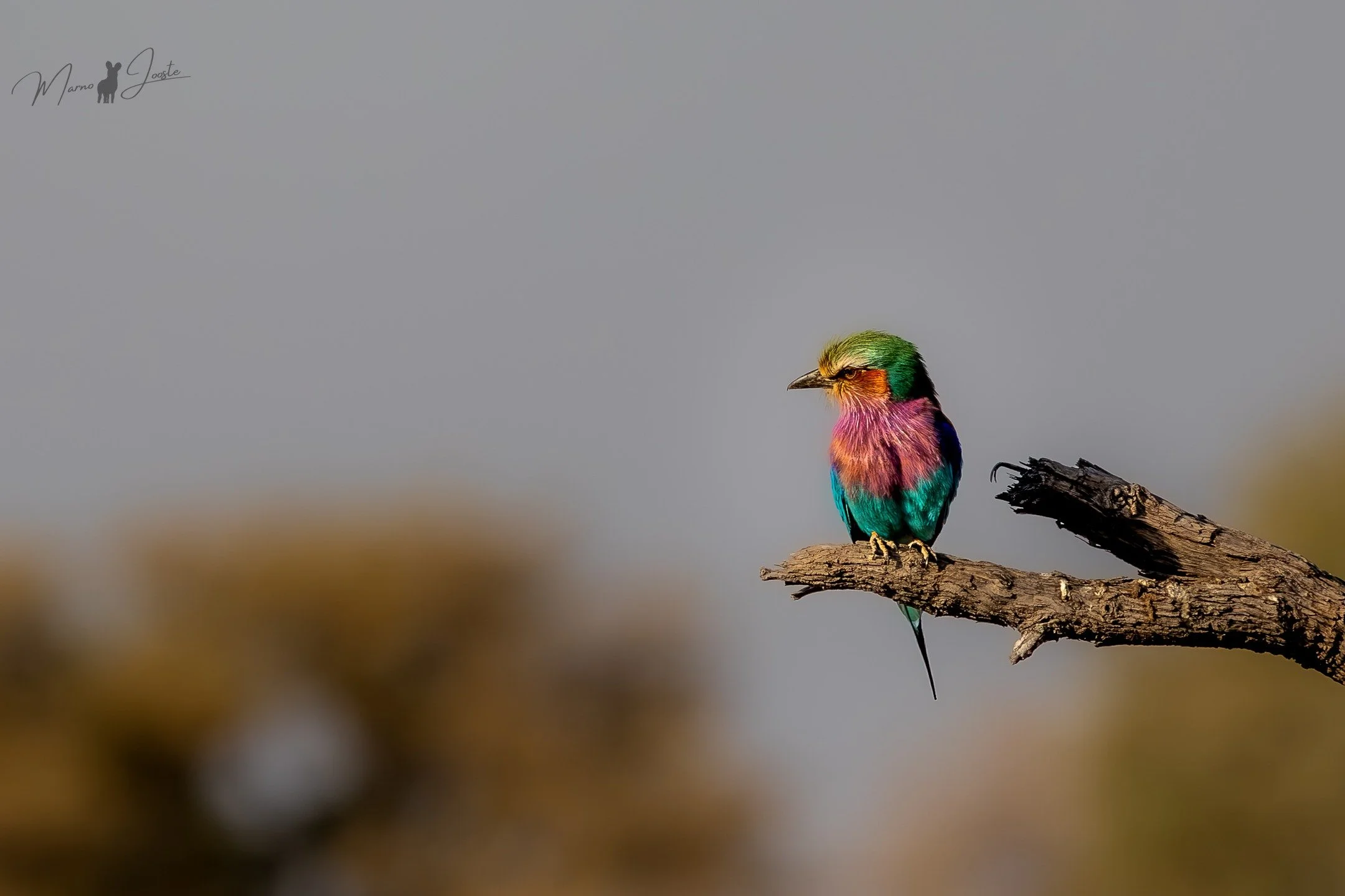 Nature&rsquo;s Living Masterpiece 🎨✨

Few birds are as breathtaking as the lilac-breasted roller, a true jewel of the African sky. With its dazzling blend of blues, purples, and lilacs, this bird never fails to steal the show. Watching one take flig