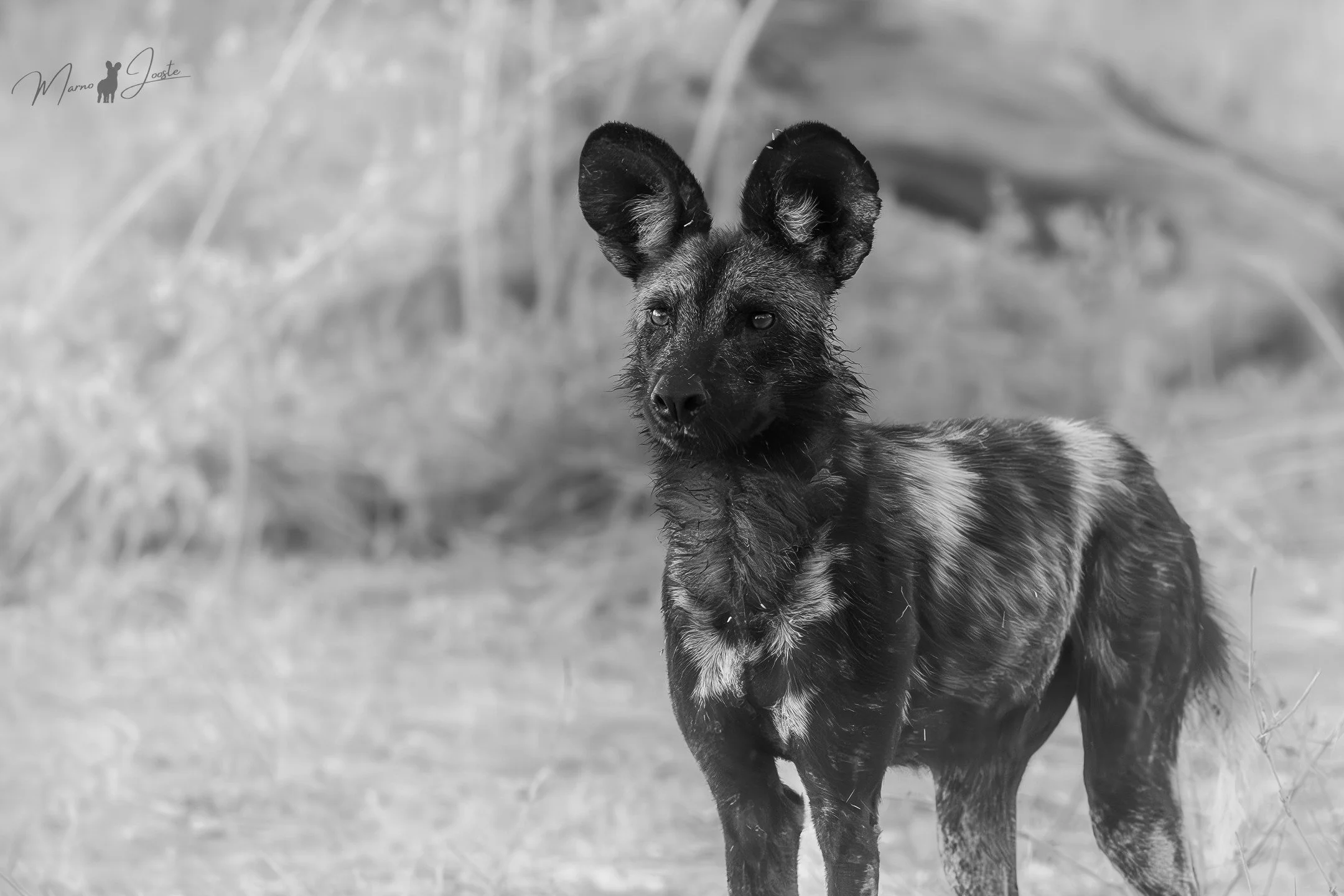 The Aftermath of a Hunt 🐕🔻

The intensity of the wild dog&rsquo;s hunt still lingers in the air. With blood-stained fur and eyes sharp with adrenaline, this African Wild Dog, or African Painted Wolf as they are also known, had just feasted on a fre