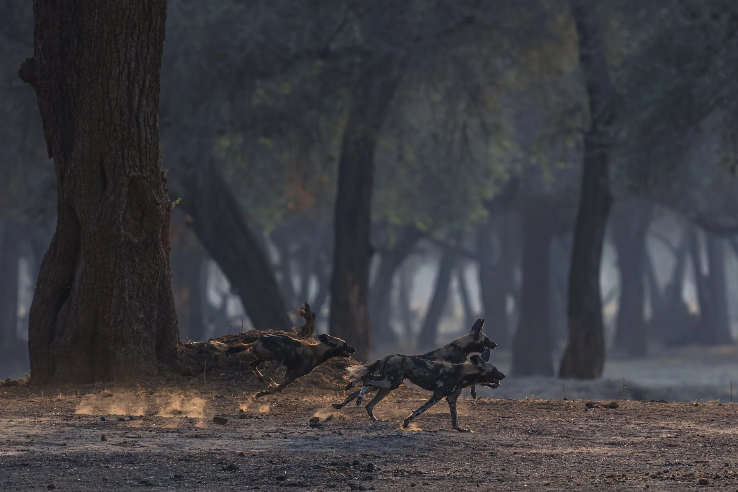 Coming Soon - Lower Zambezi - April 2026