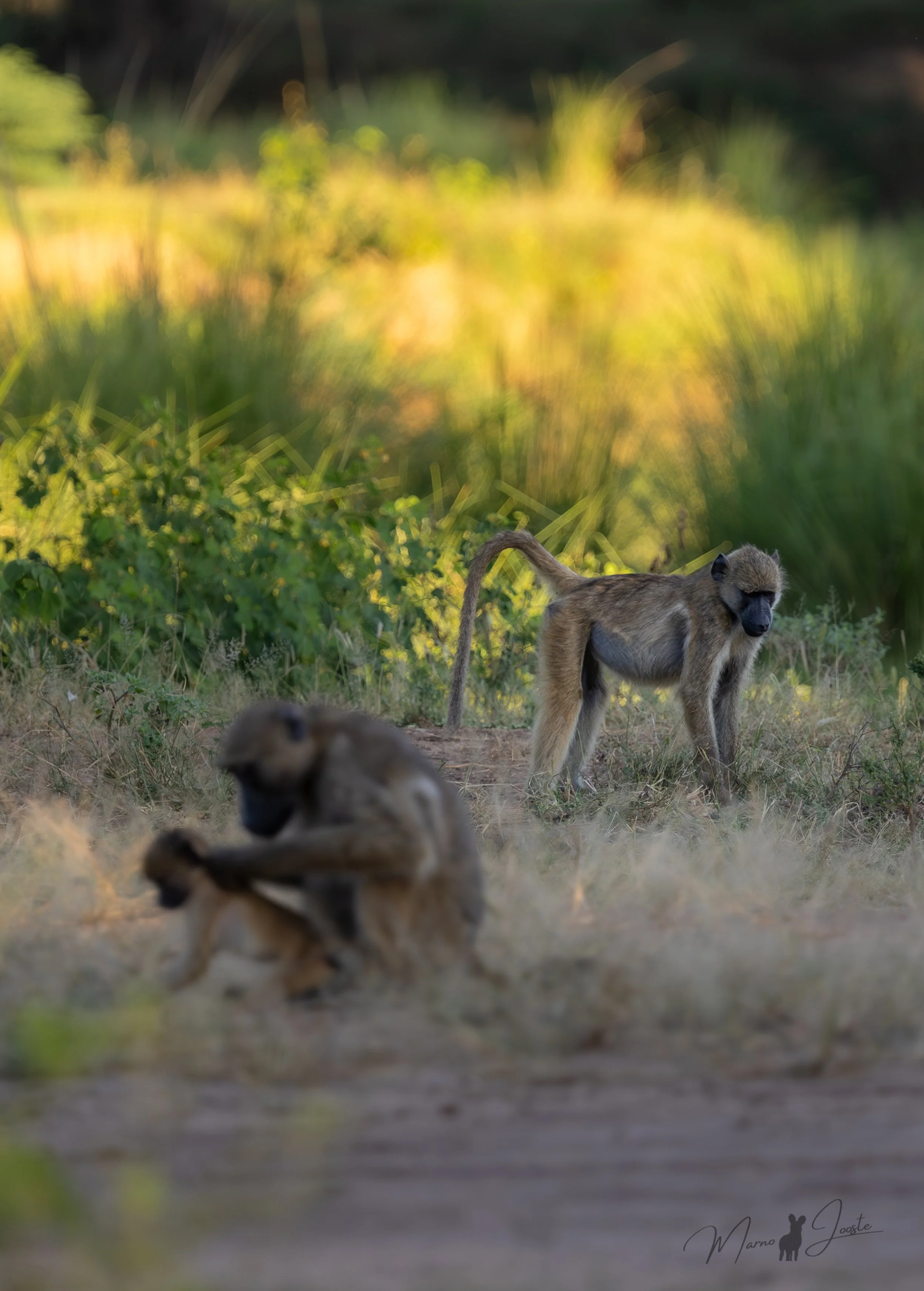 Baboons looking for food on the flood plains of the Lower Zambezi National Park
