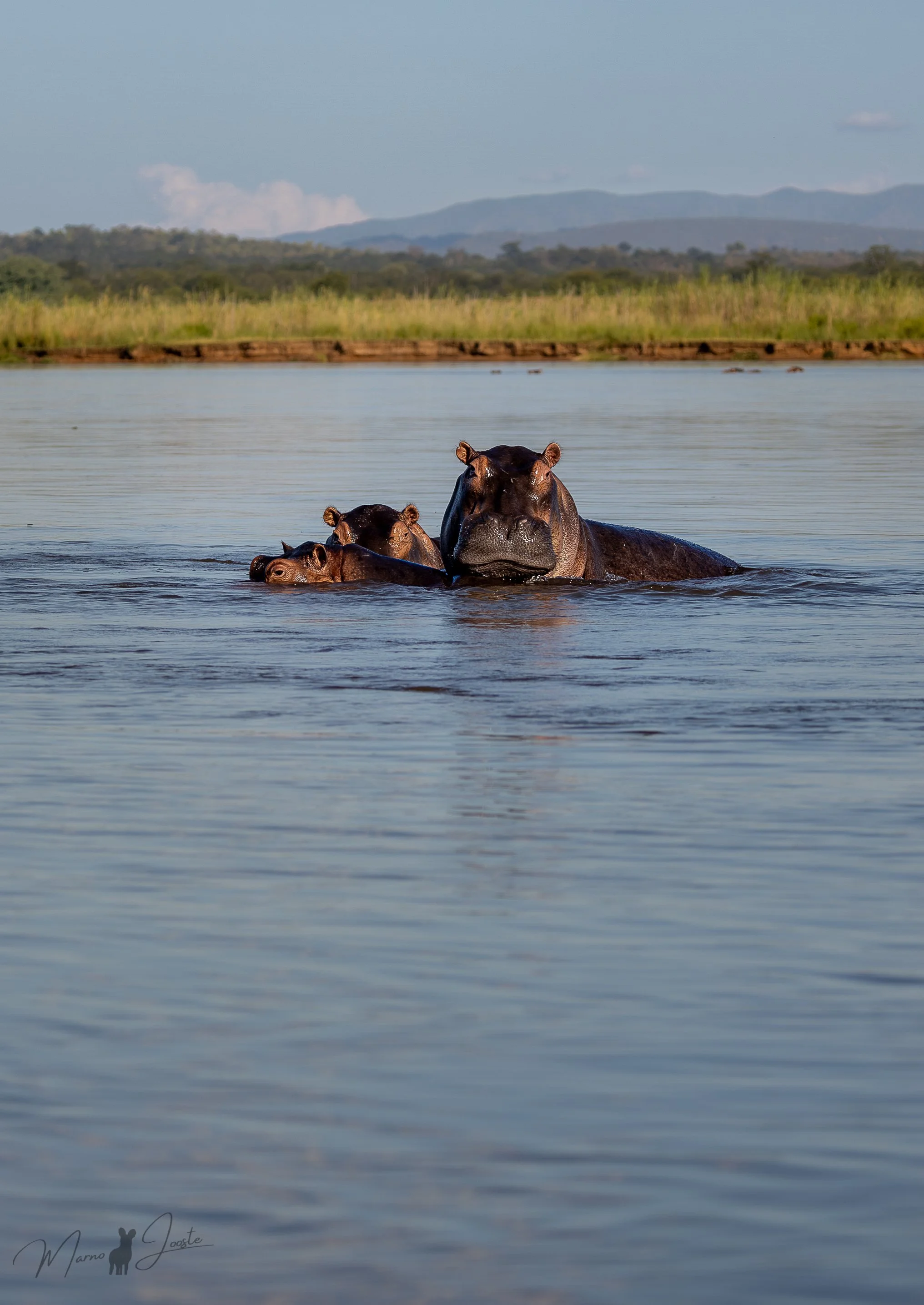 Hippos on the Zambezi River while on a boat safari