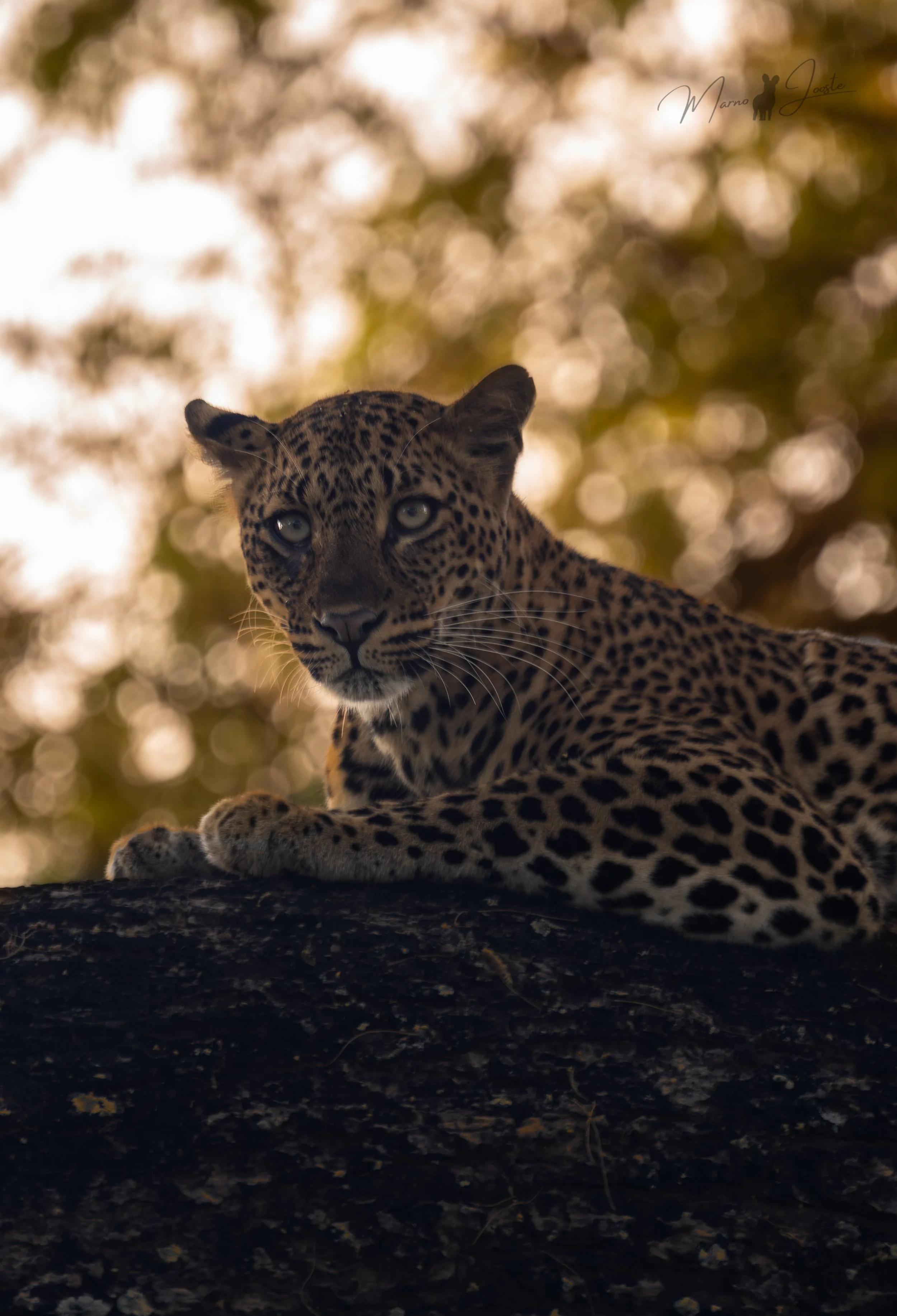 Leopard in the tree in Lower Zambezi National Park