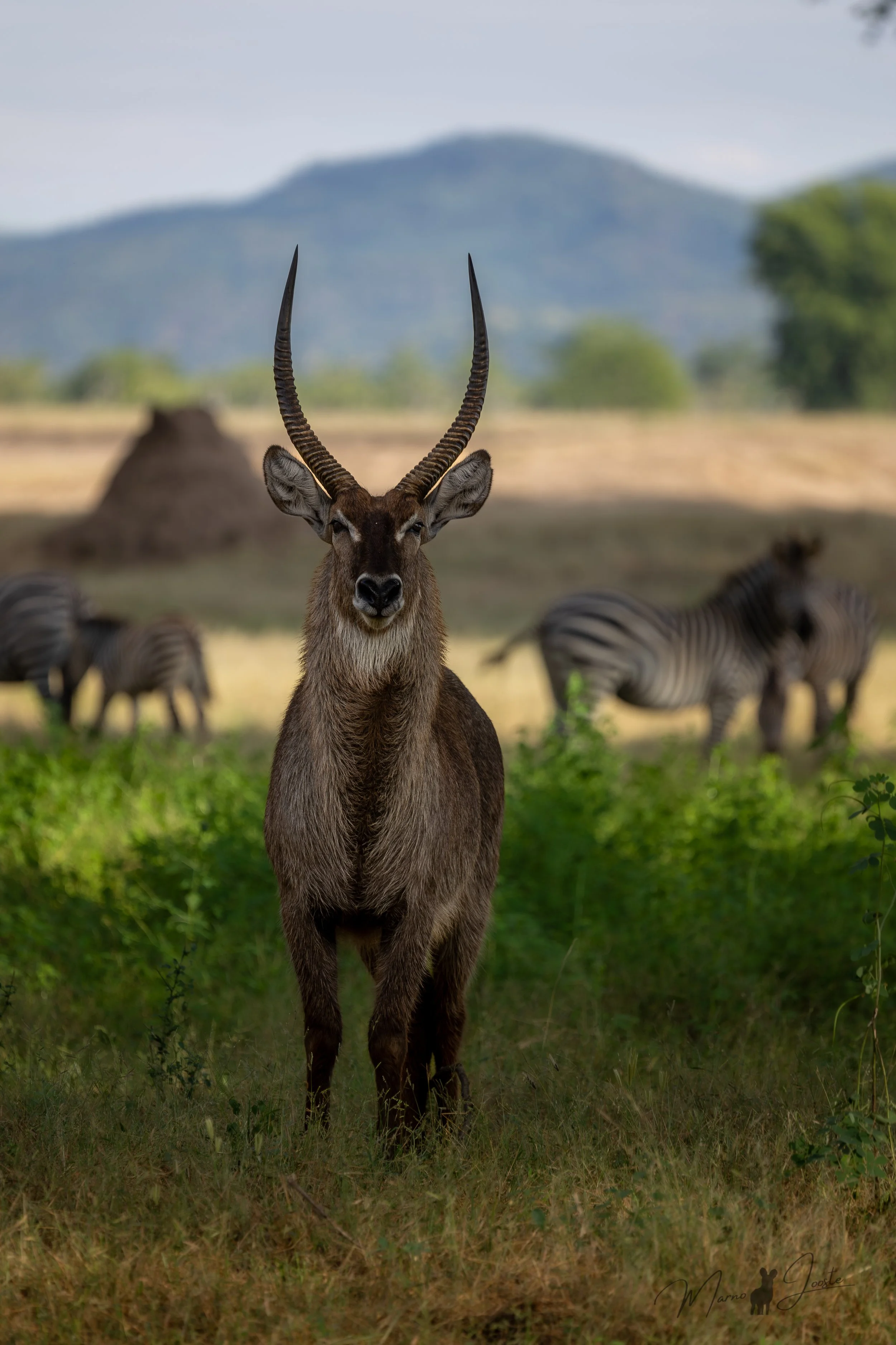 Waterbuck in the winterthorn forest of Lower Zambezi National Park