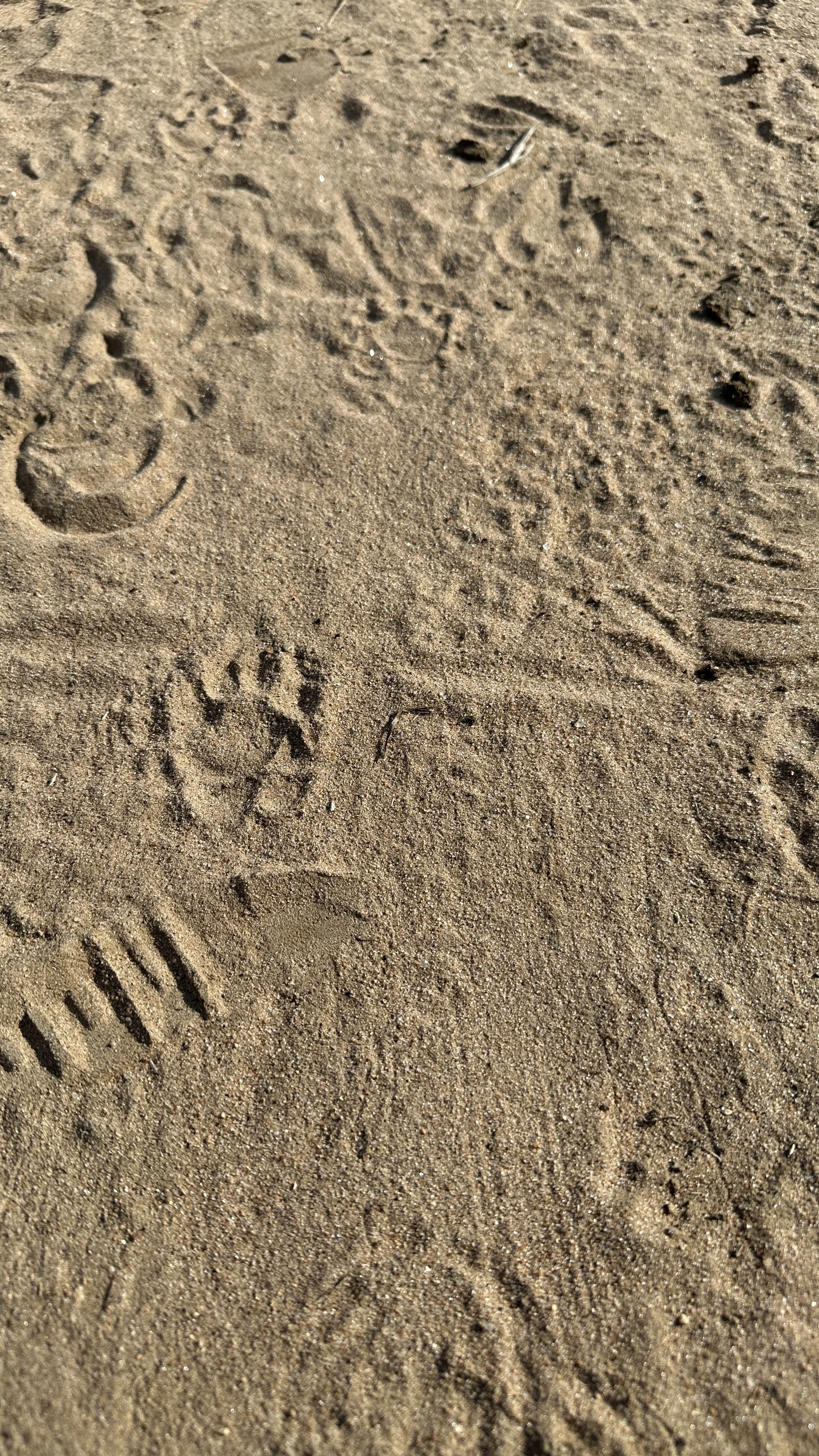Morning tracks and signs on our walking Safari in Zambia