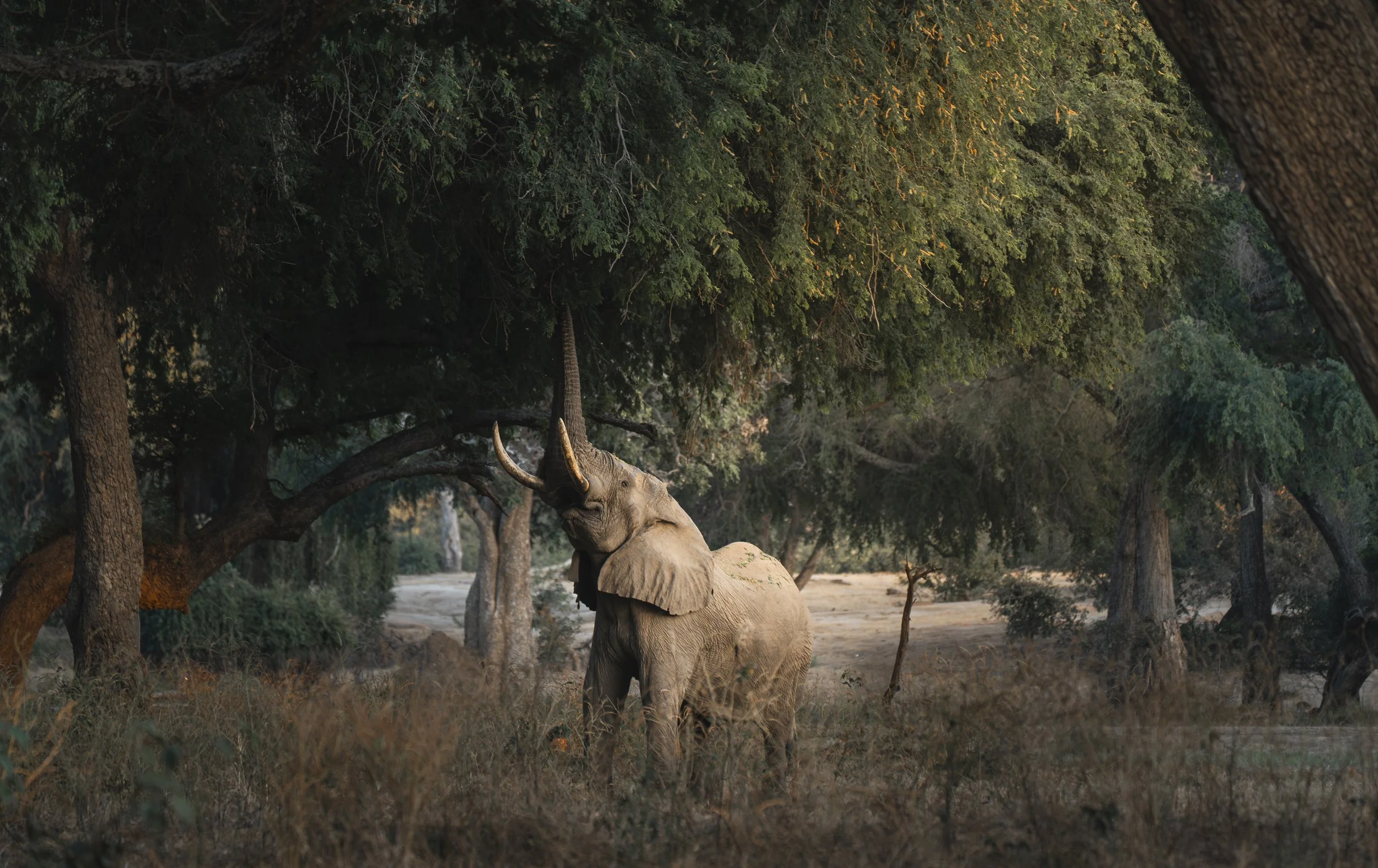 Among the Winterthorns: A Journey into Zambia’s Lower Zambezi