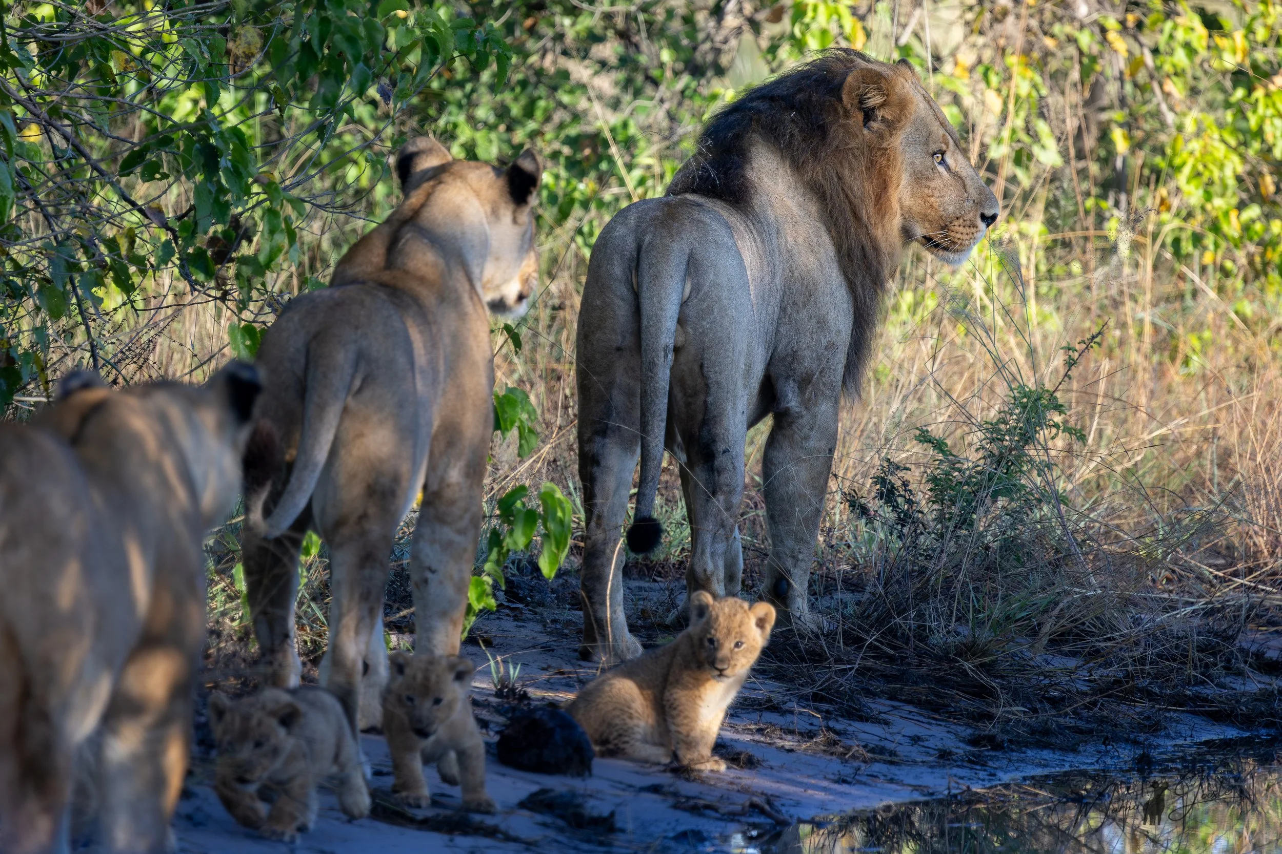 Lion pride with four young cubs in Khwai Private Reserve