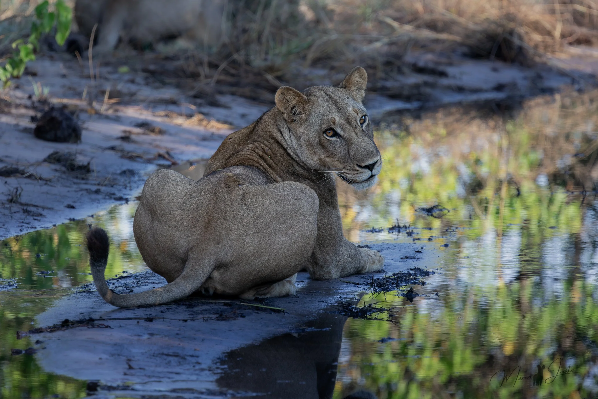 Female lion in the Okavango delta