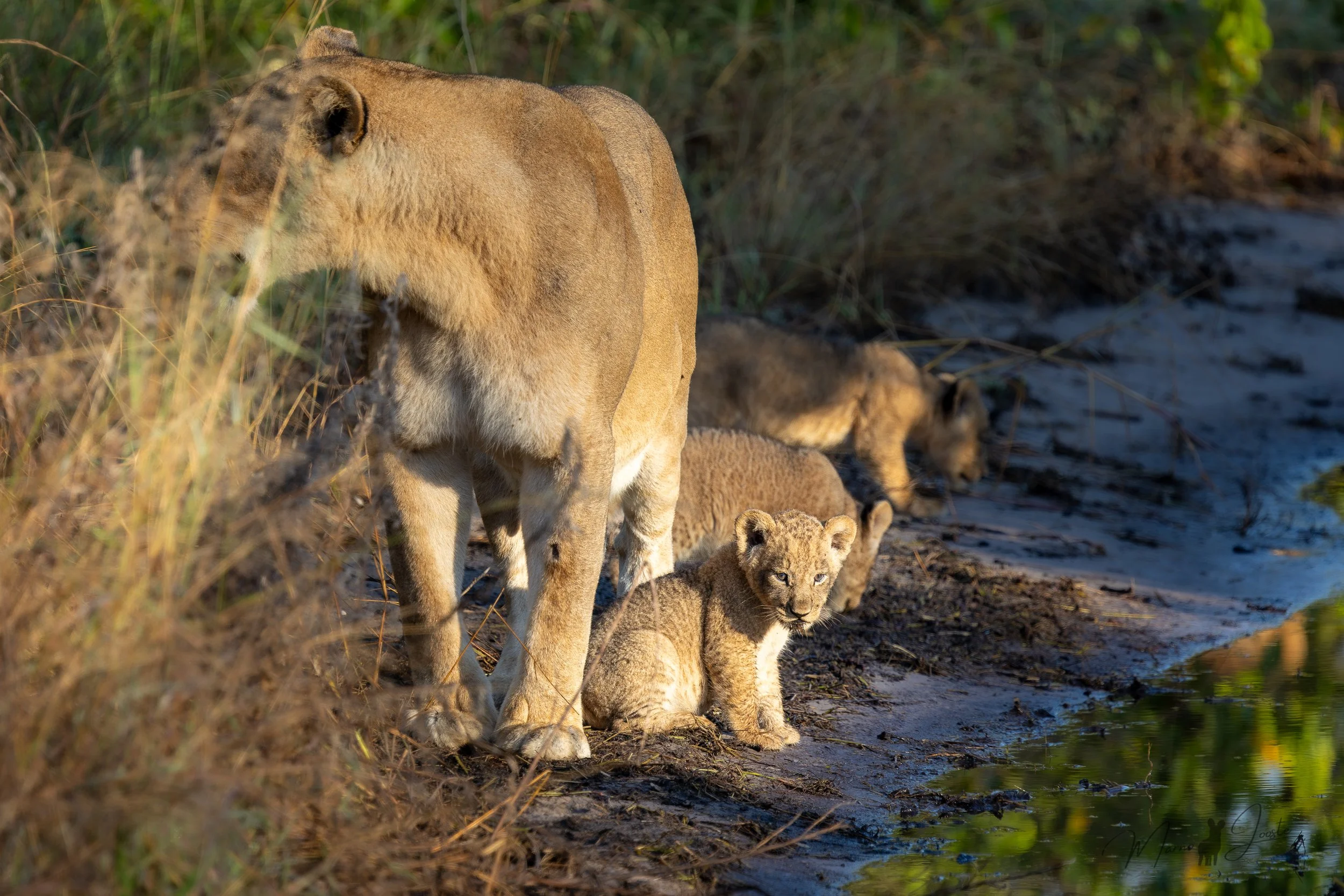 Young lion cubs following their mother across a safari track in Khwai