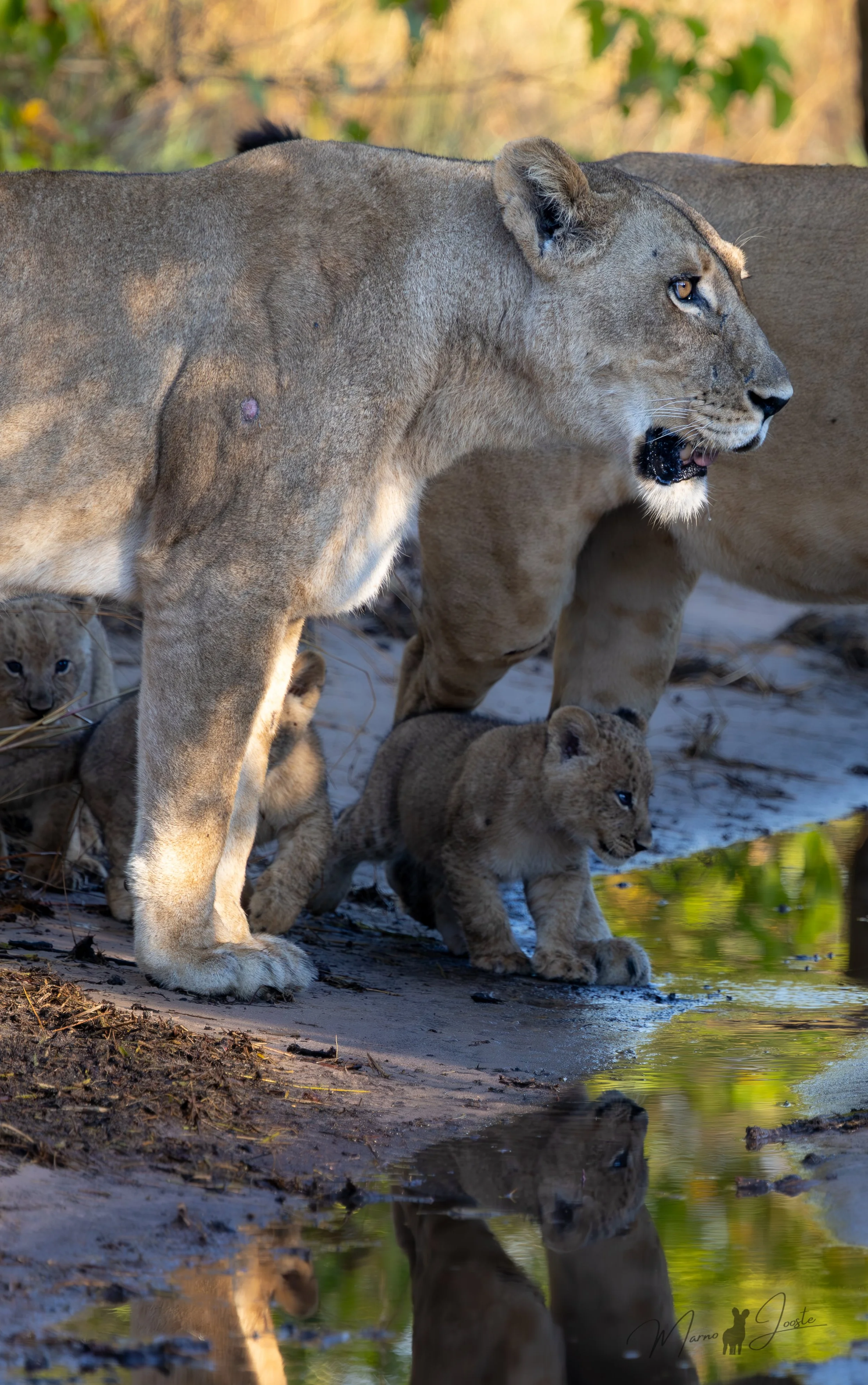 Young mother lion leading her four week old cub across the water