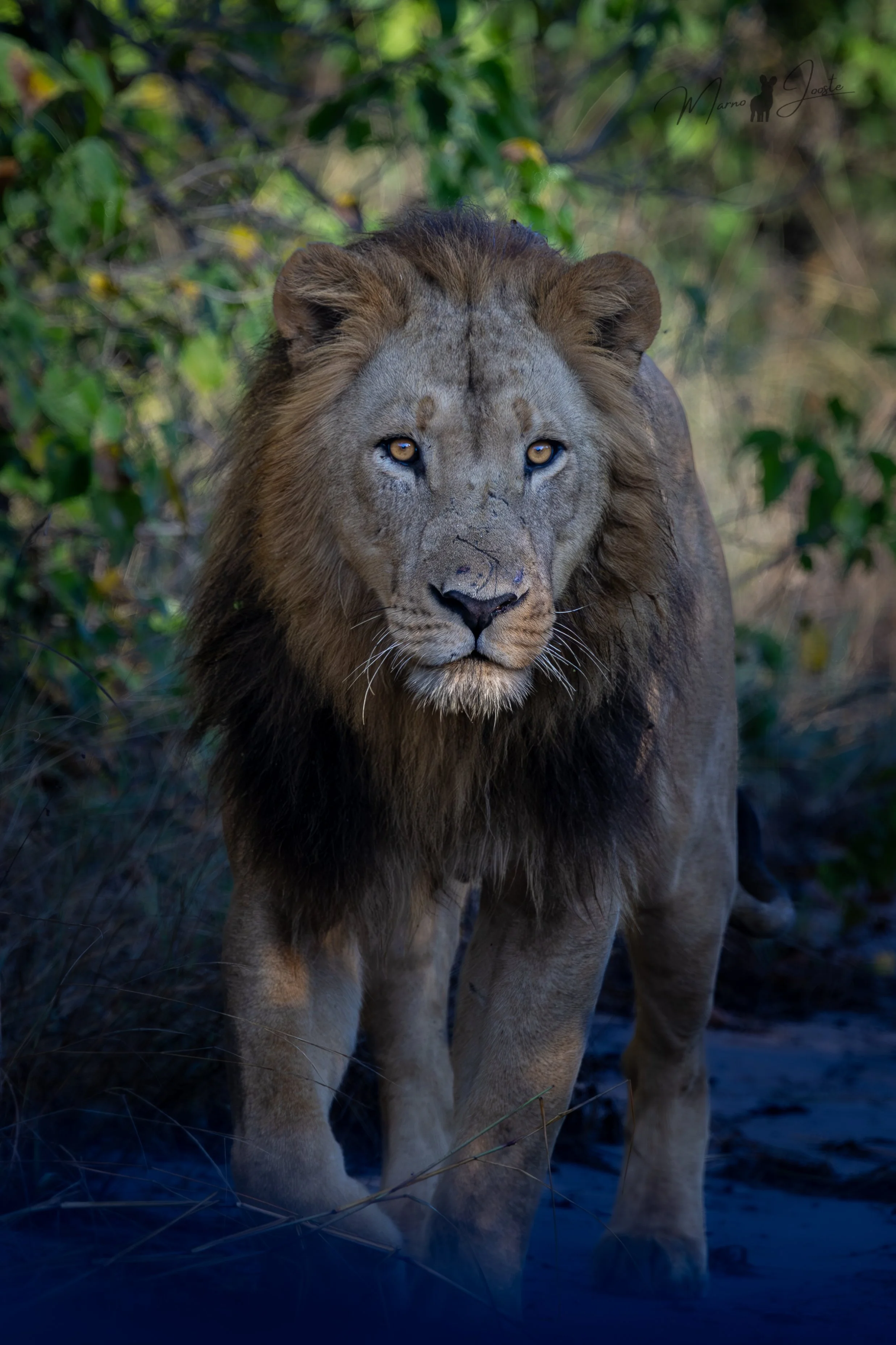 Large male lion with huge mane leading its pride