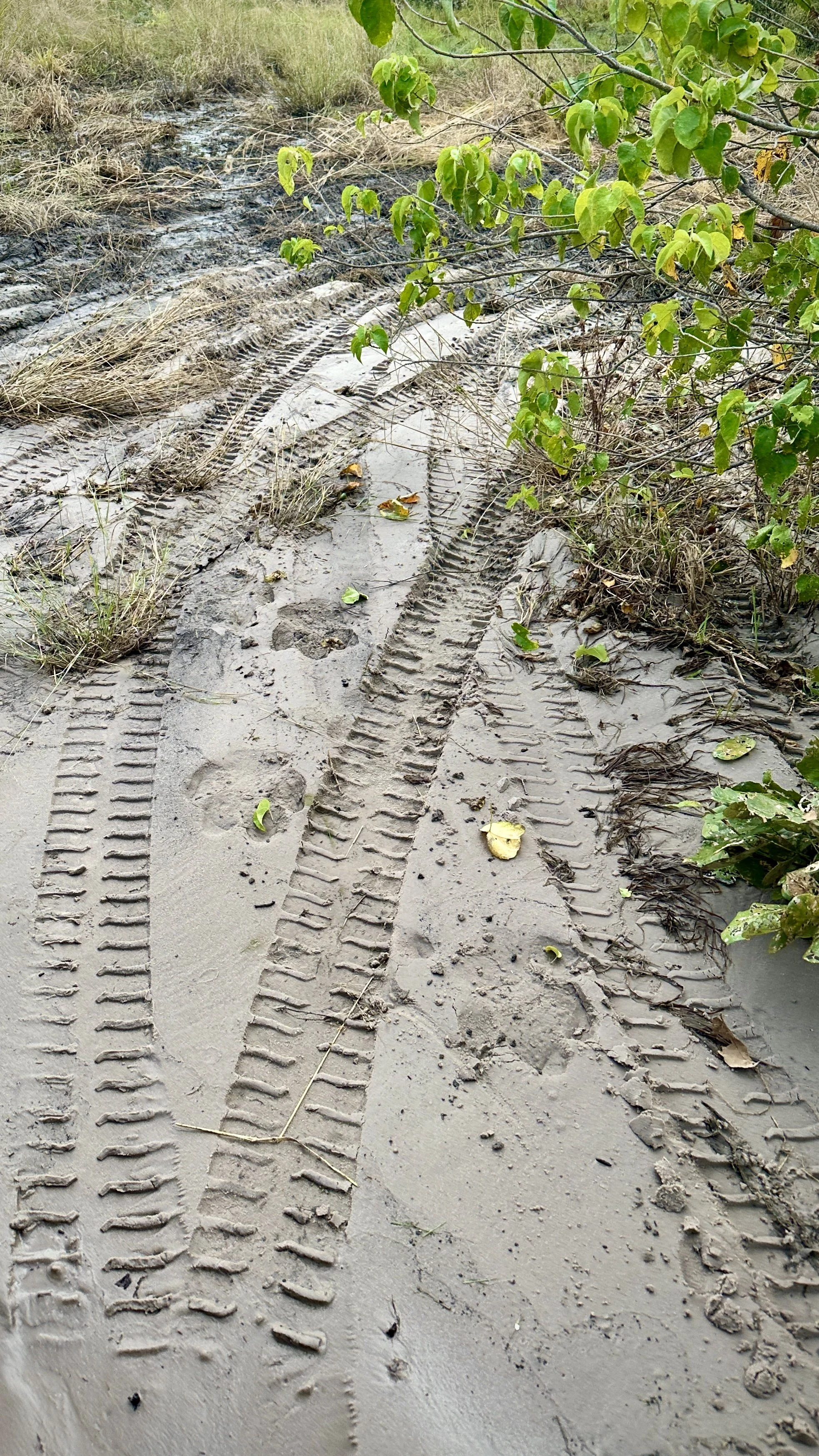 Hippo tracks leading down a trail