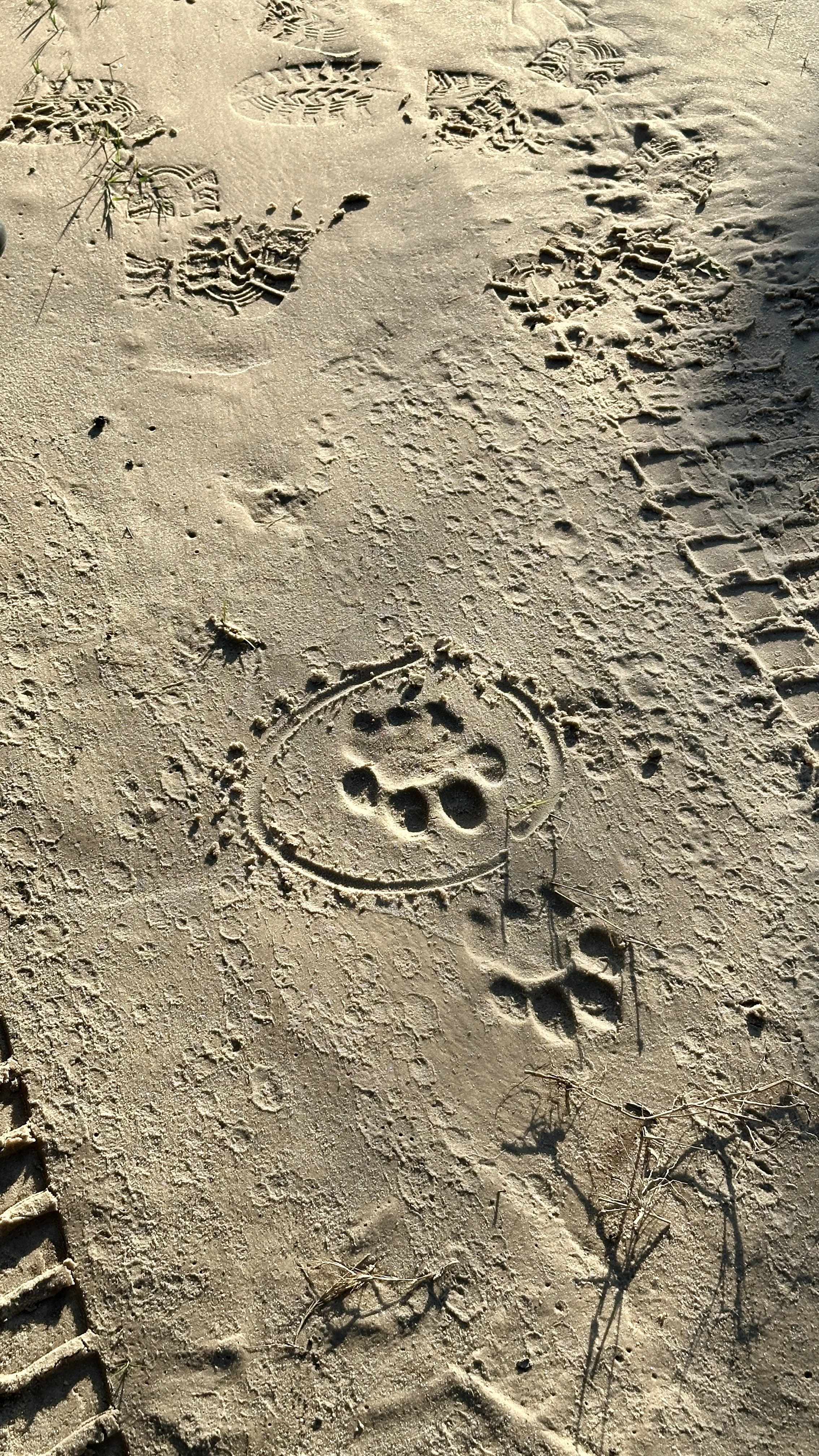 Fresh lion tracks