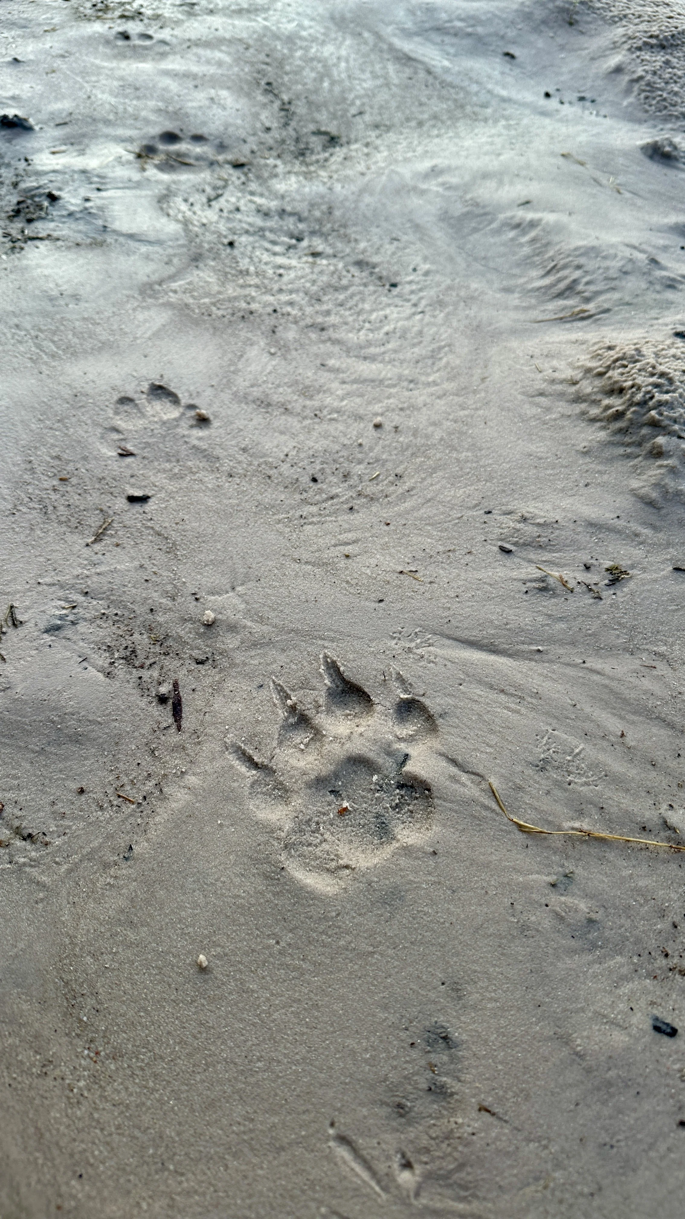Fresh leopard tracks with its claws out