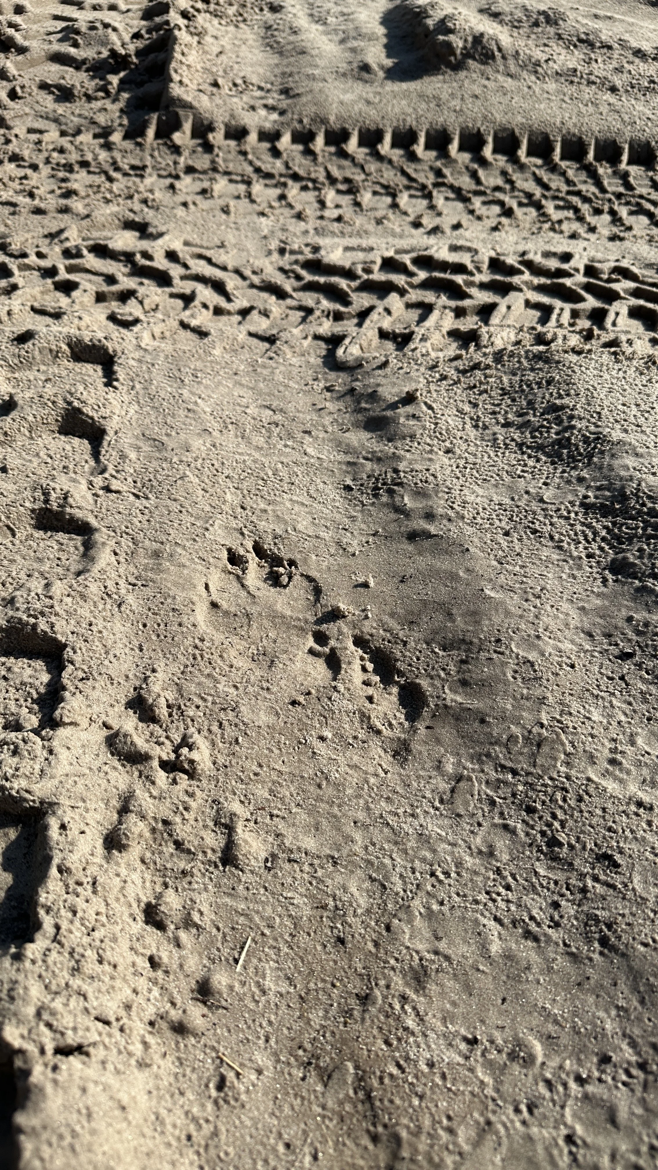 Black-backed jackal tracks on a safari road in Khwai Private Reserve