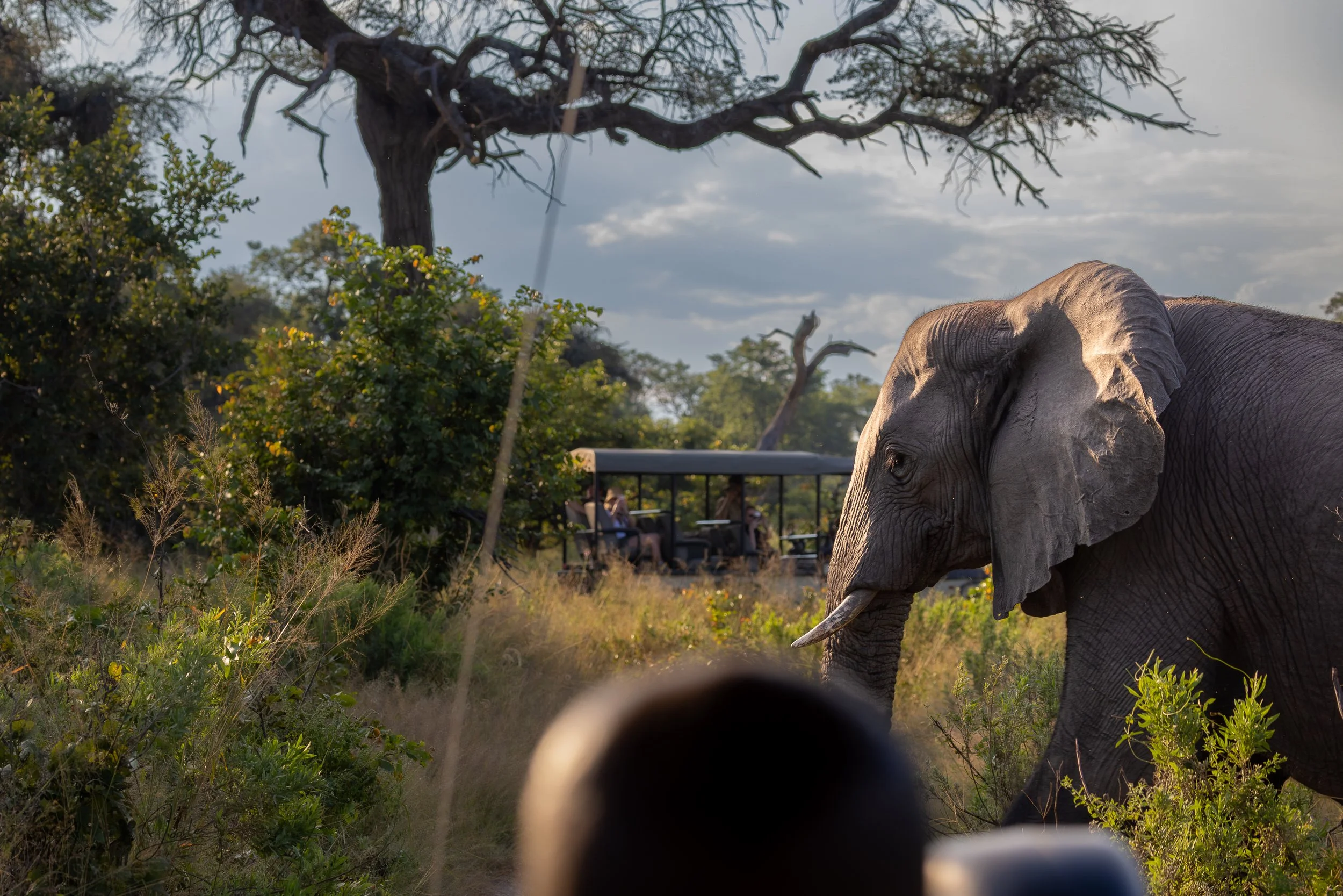 Majestic elephant walking in front of safari vehicles