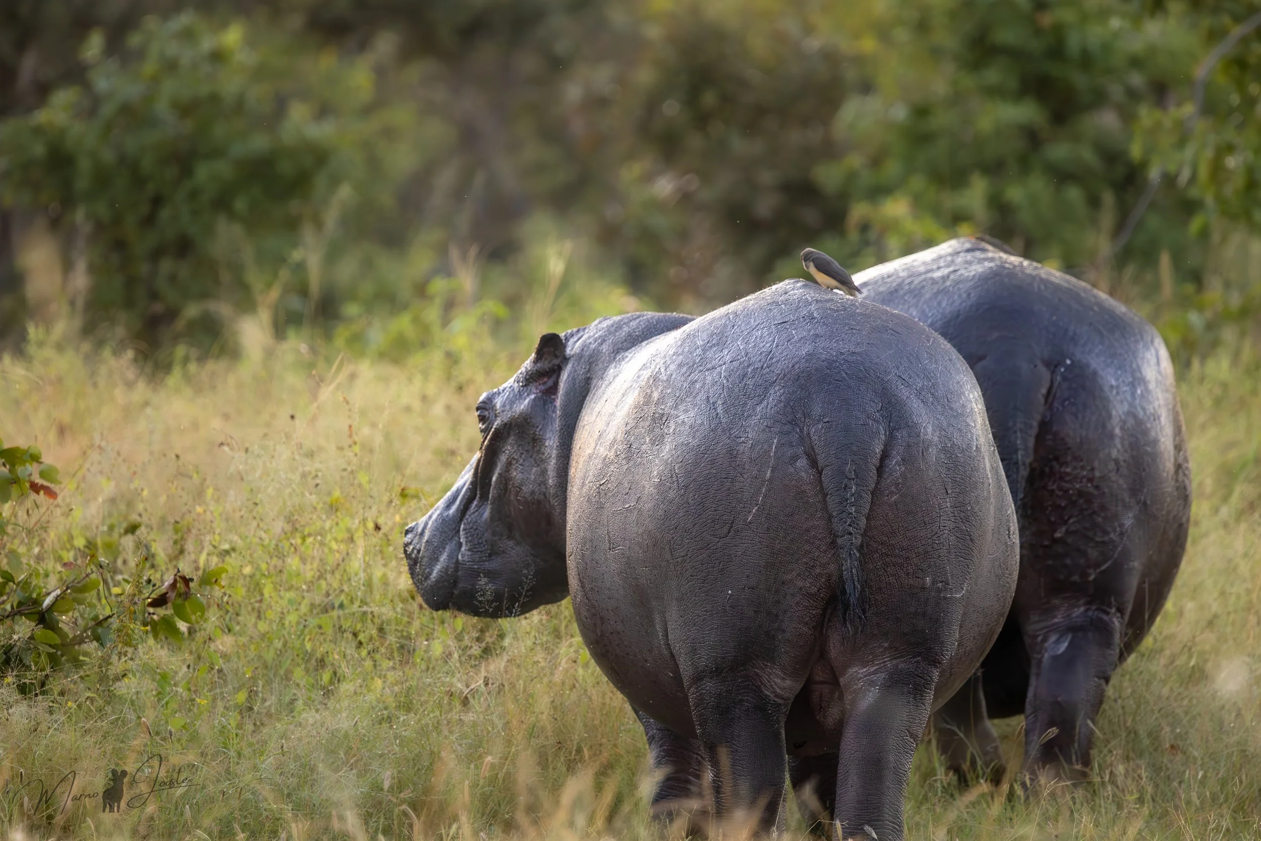 Hippo in the flooded waterways of Khwai Private Reserve