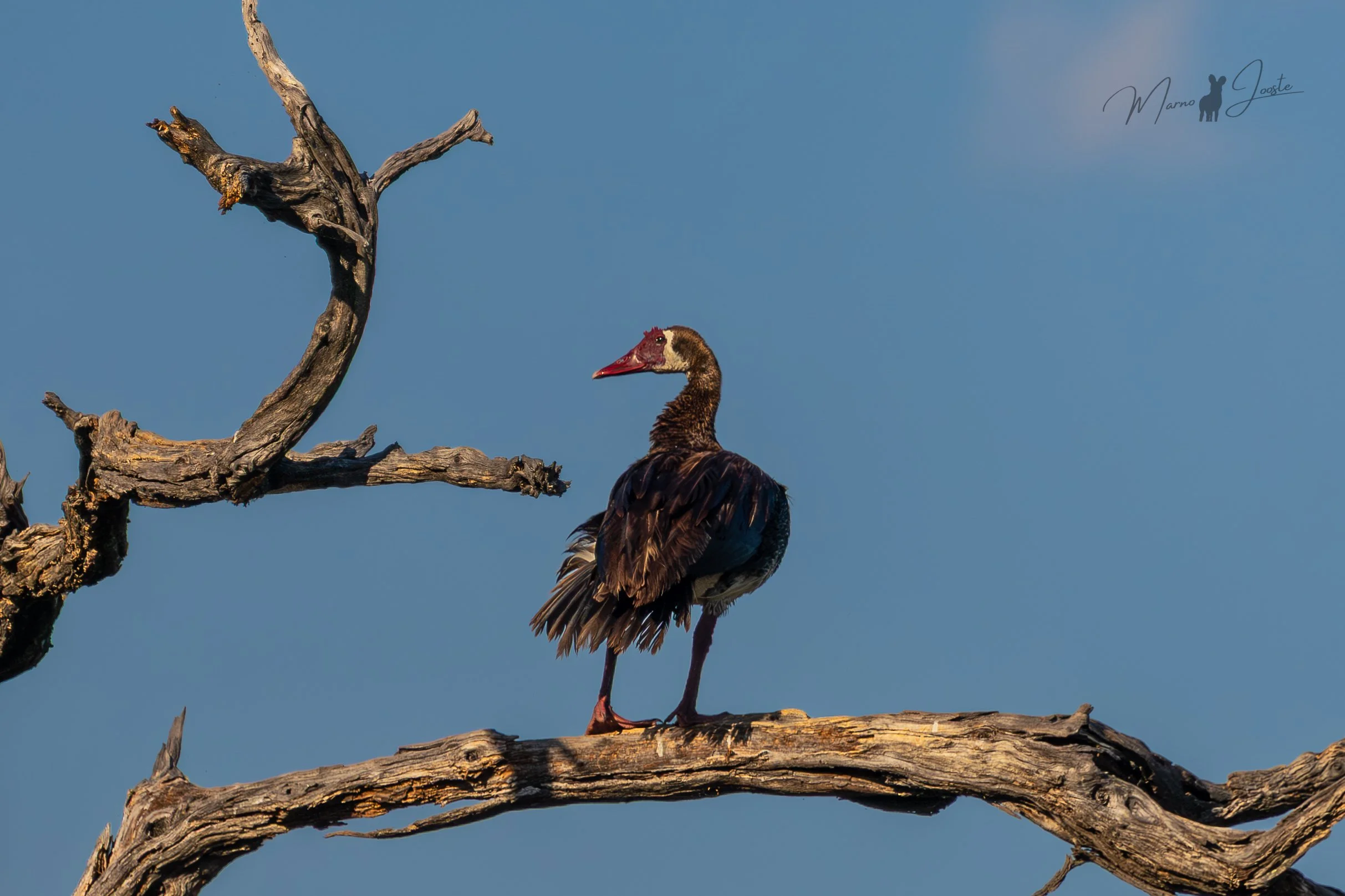 Spur-winged goose sitting on a branch in the waterways of the Okavango delta