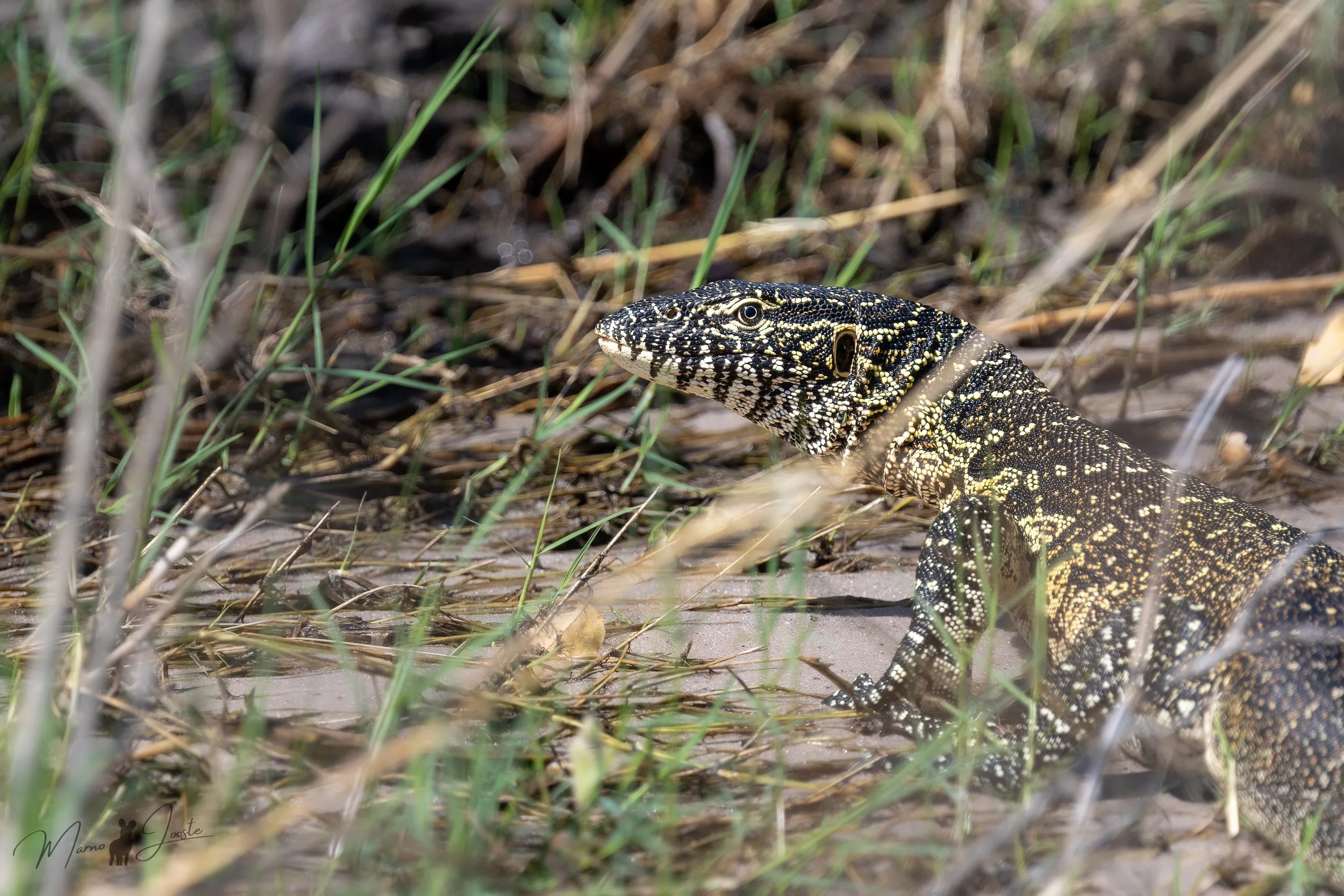 Water monitor lizard spotted crossing the channels of the Okavango delta